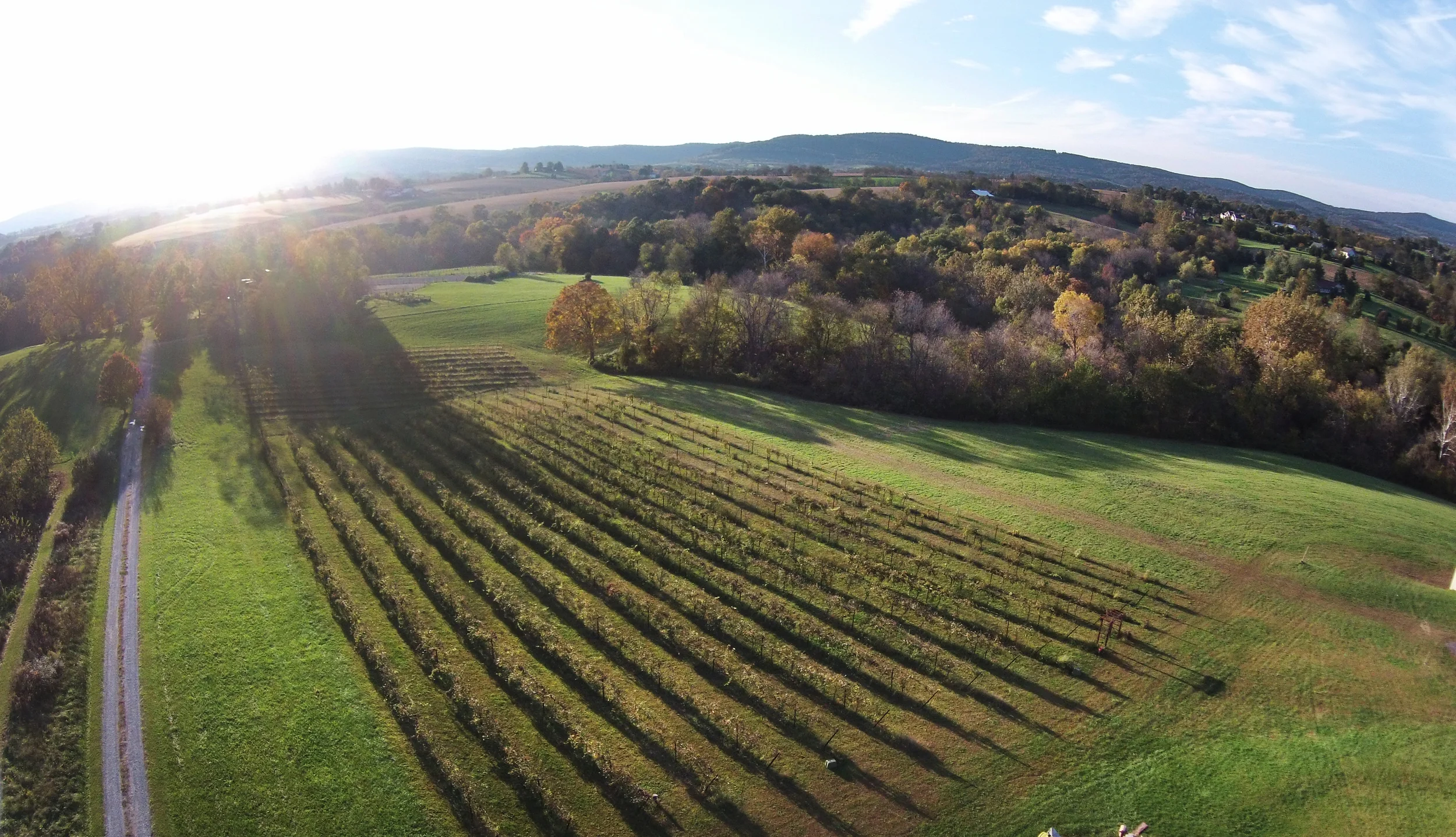 The vineyard via drone
