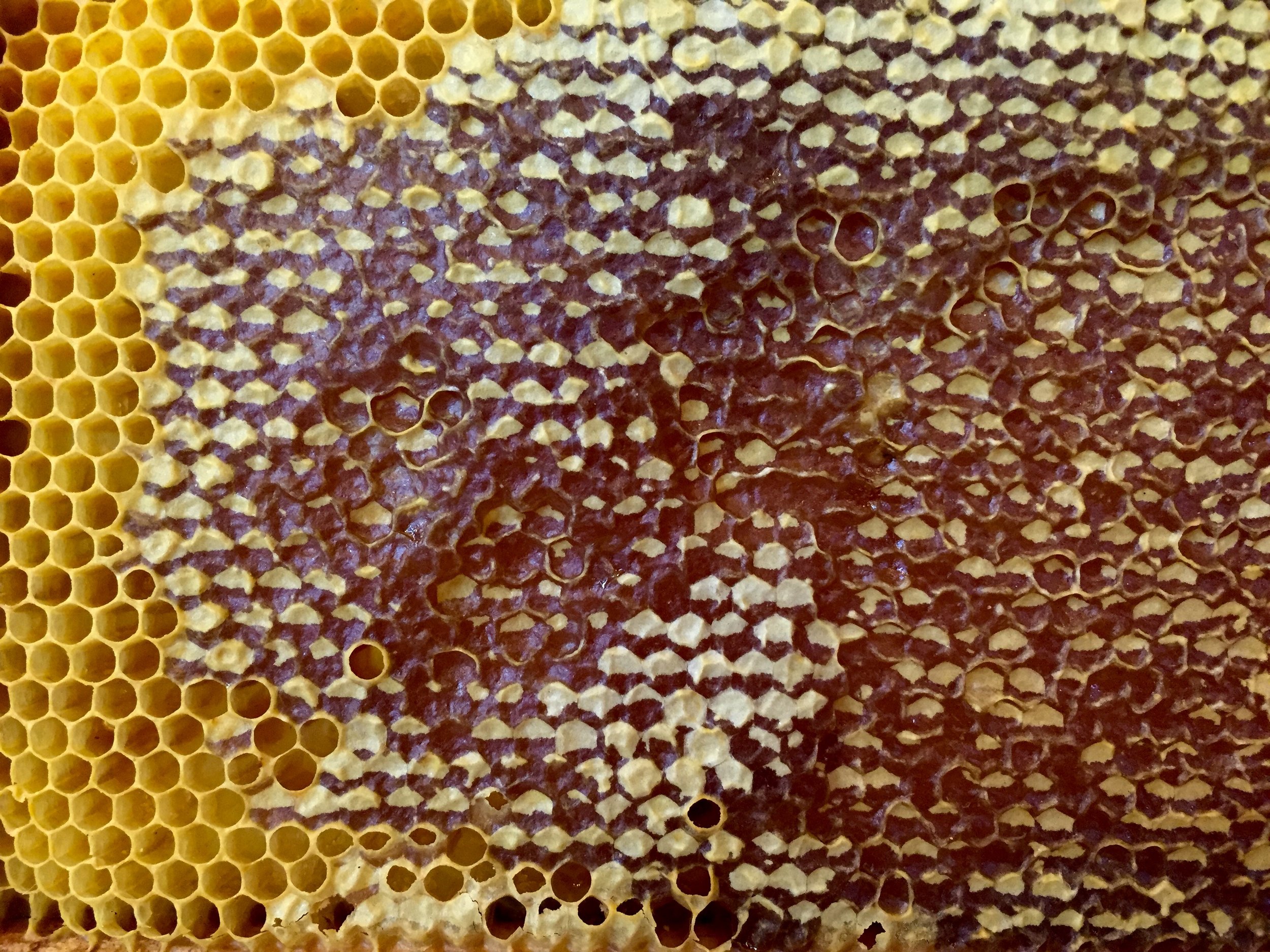 The honey: Where it all starts