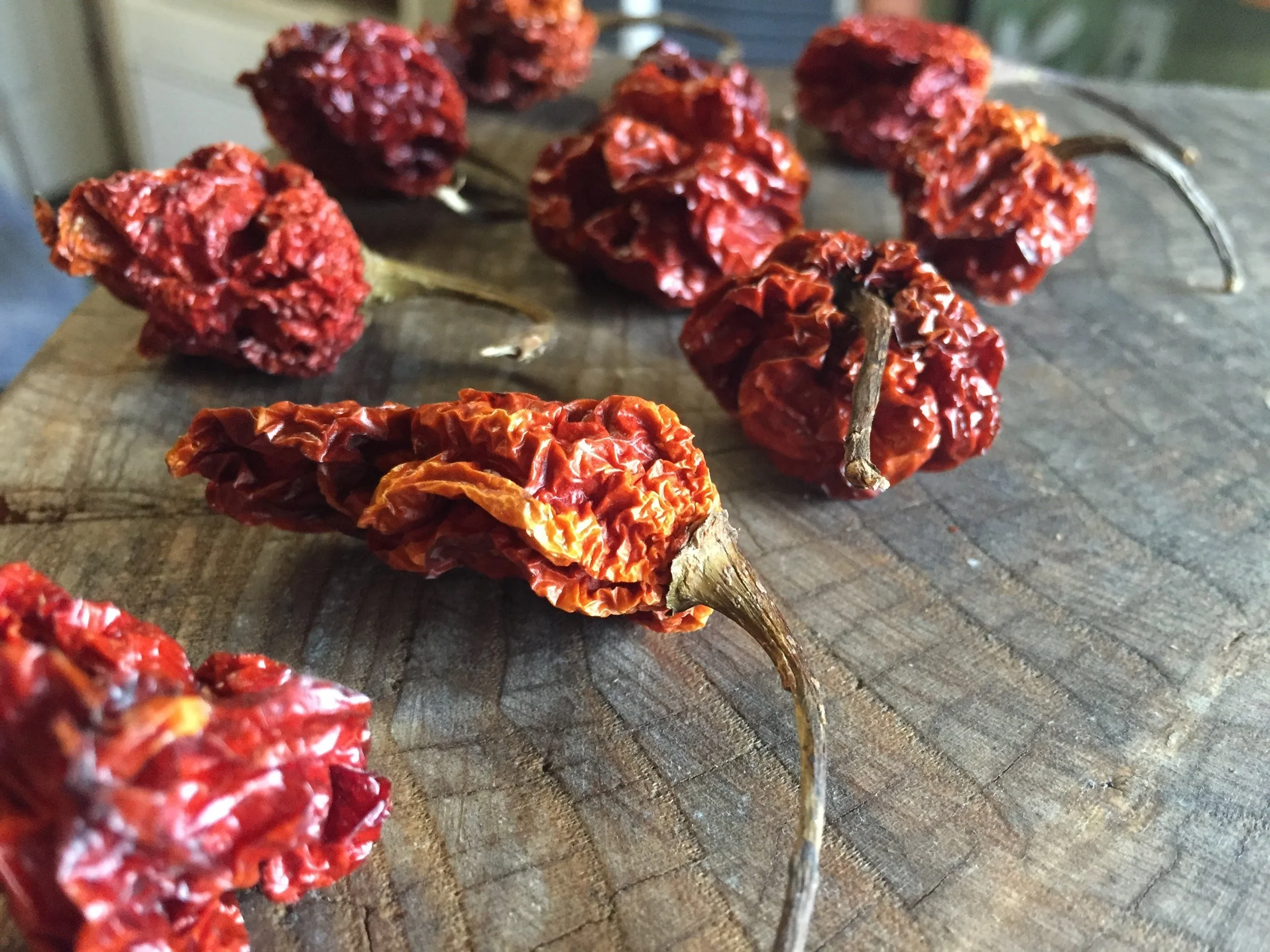 4th Annual Father's Day Flight of Spice