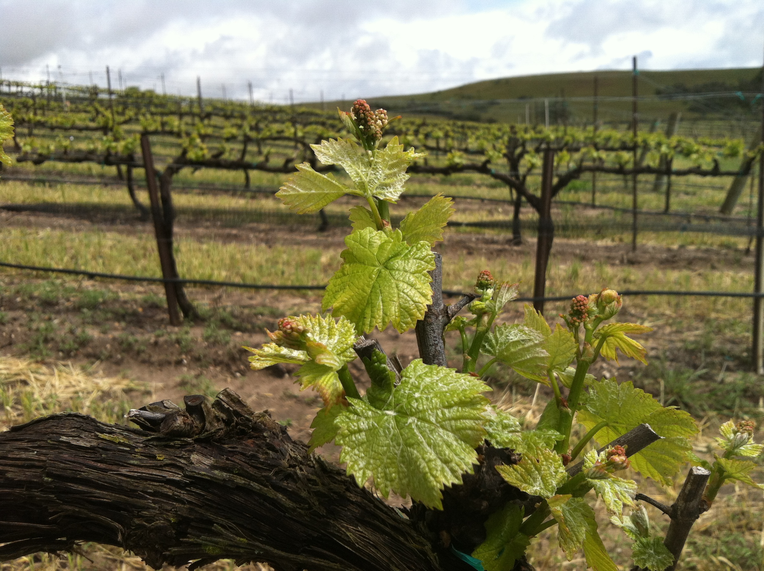 Riesling vine sprouting new leaves
