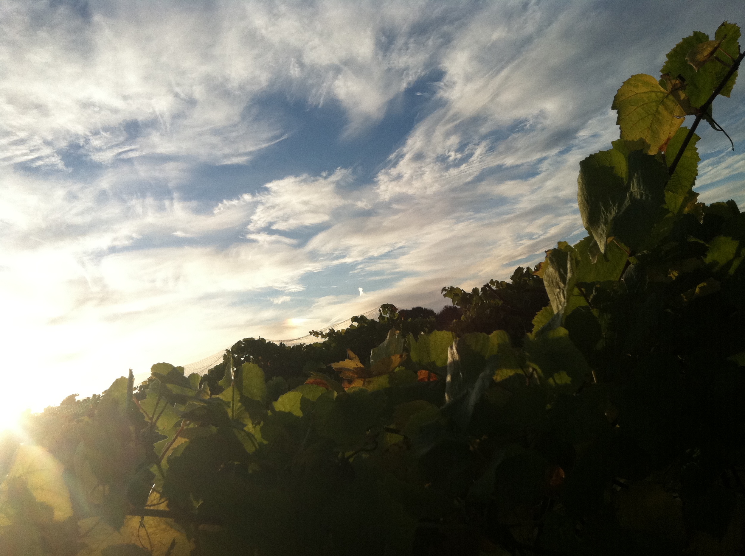 Blue sky and clouds over Riesling vines