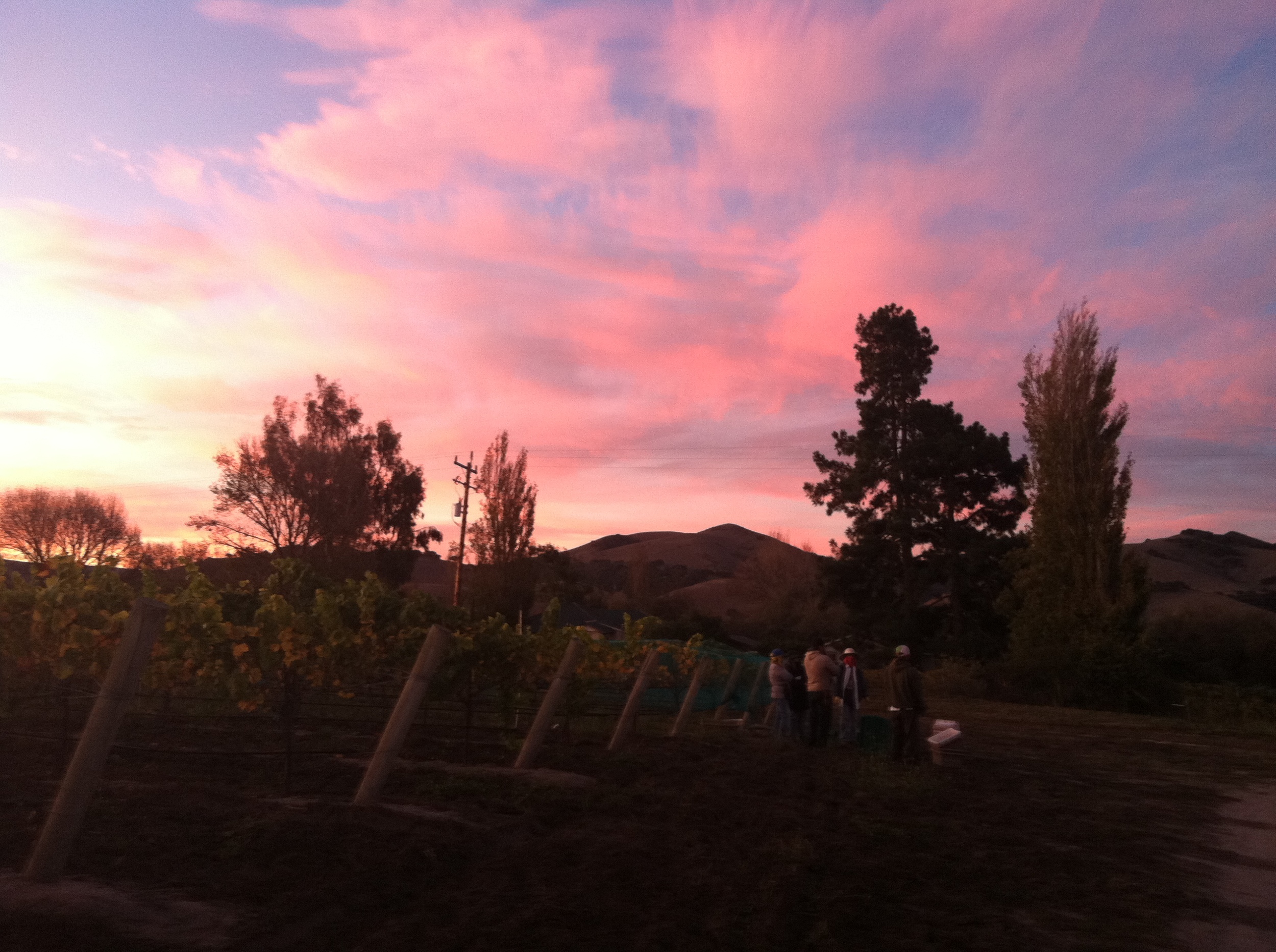 Sunrise in the Riesling vineyard