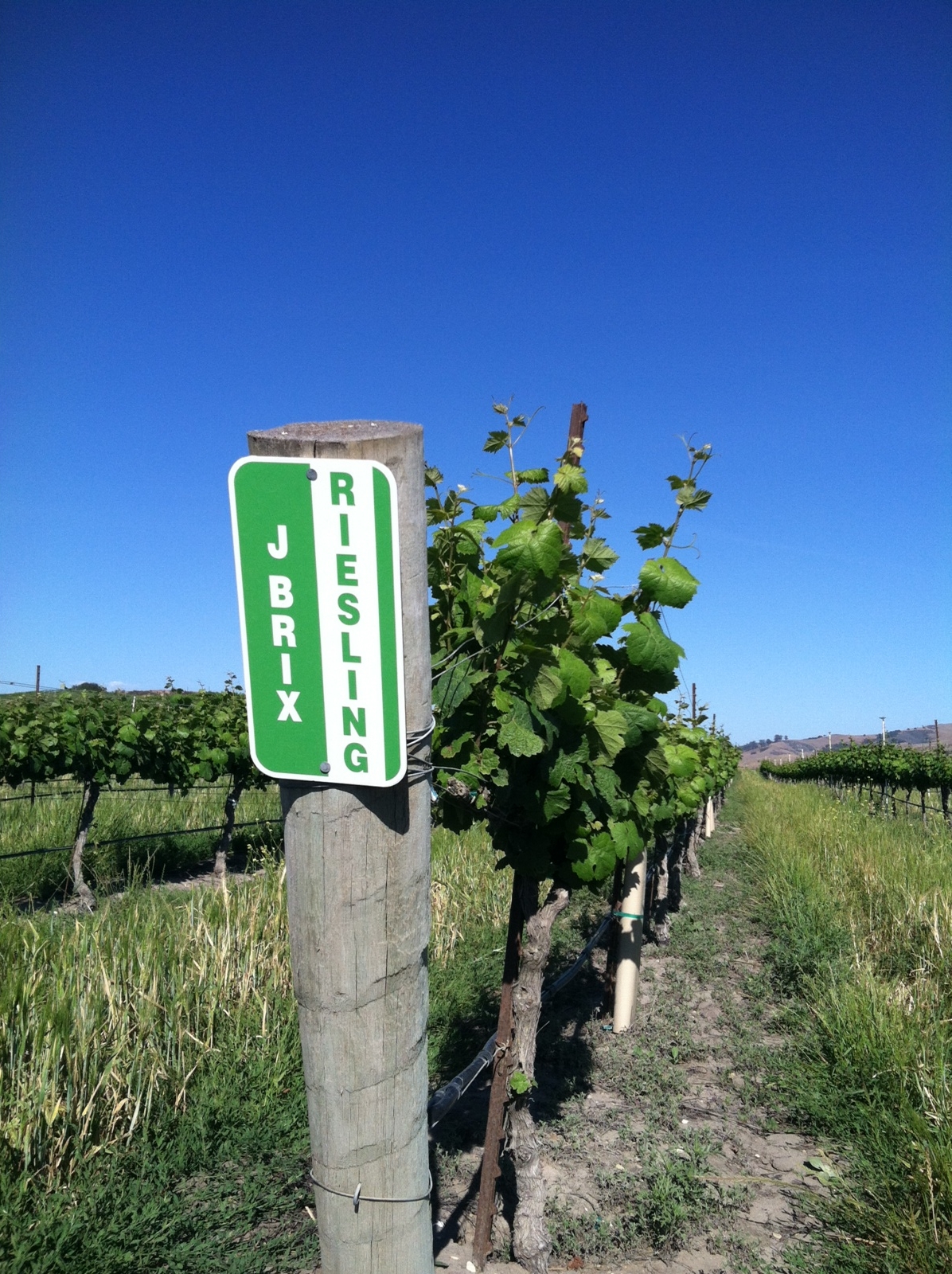 J. Brix Riesling sign on vineyard post