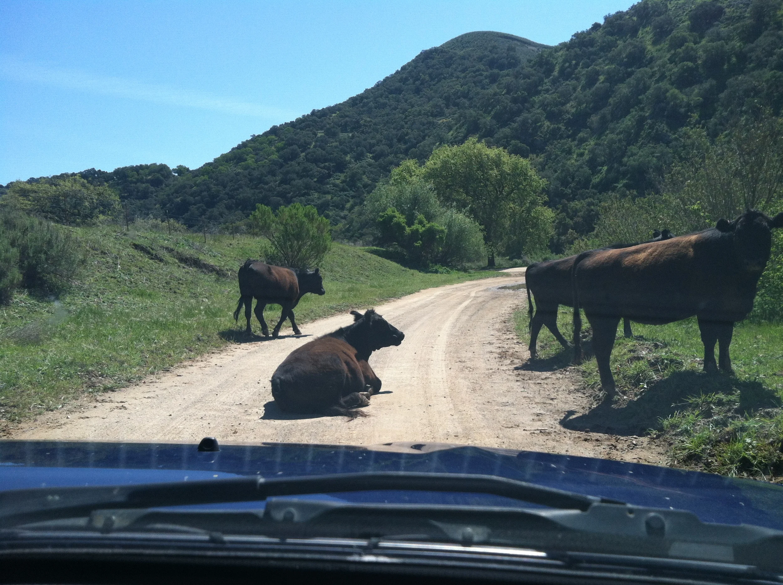 Four cows blocking a dirt road