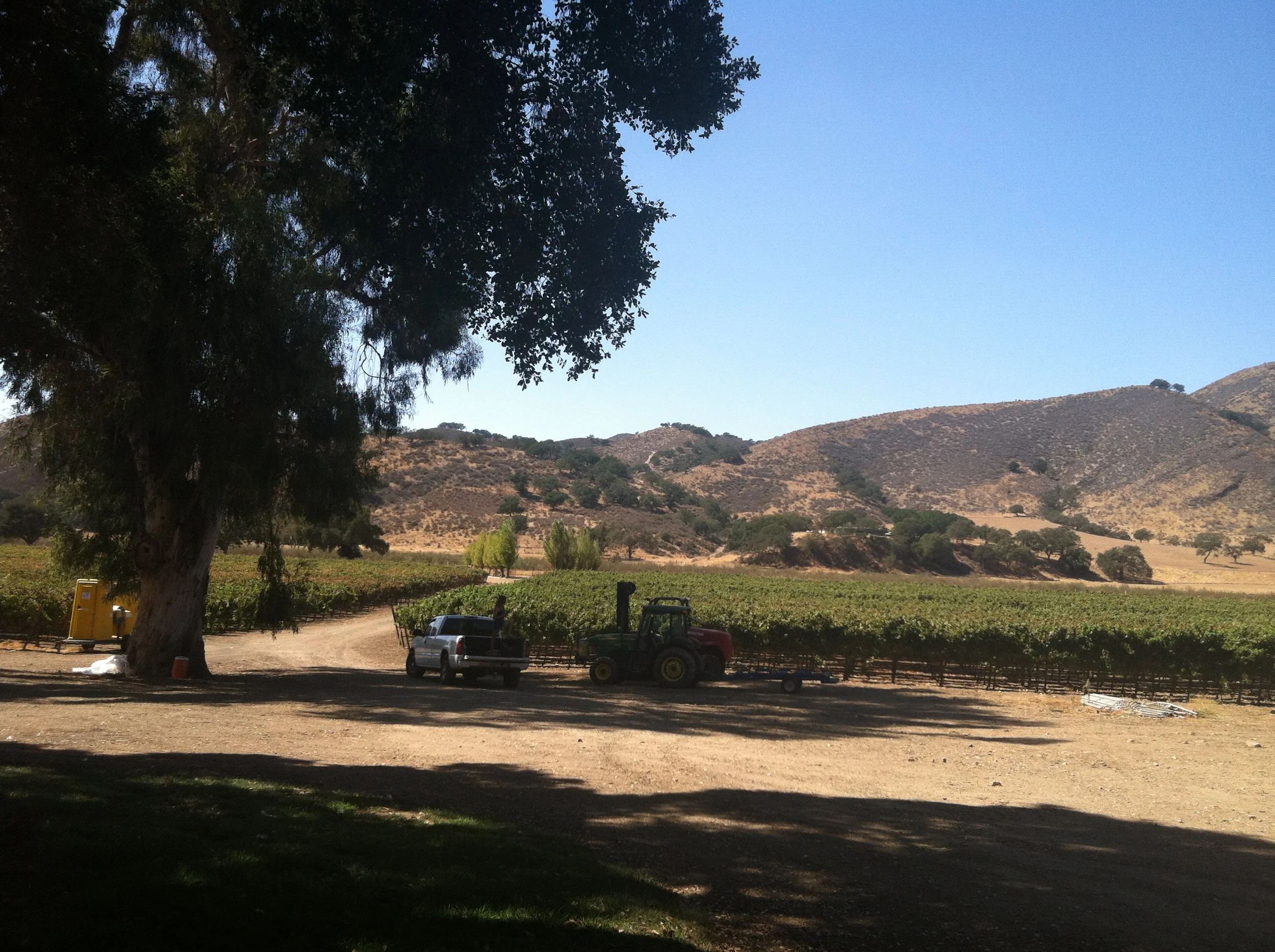 Large oak tree, vines and hills