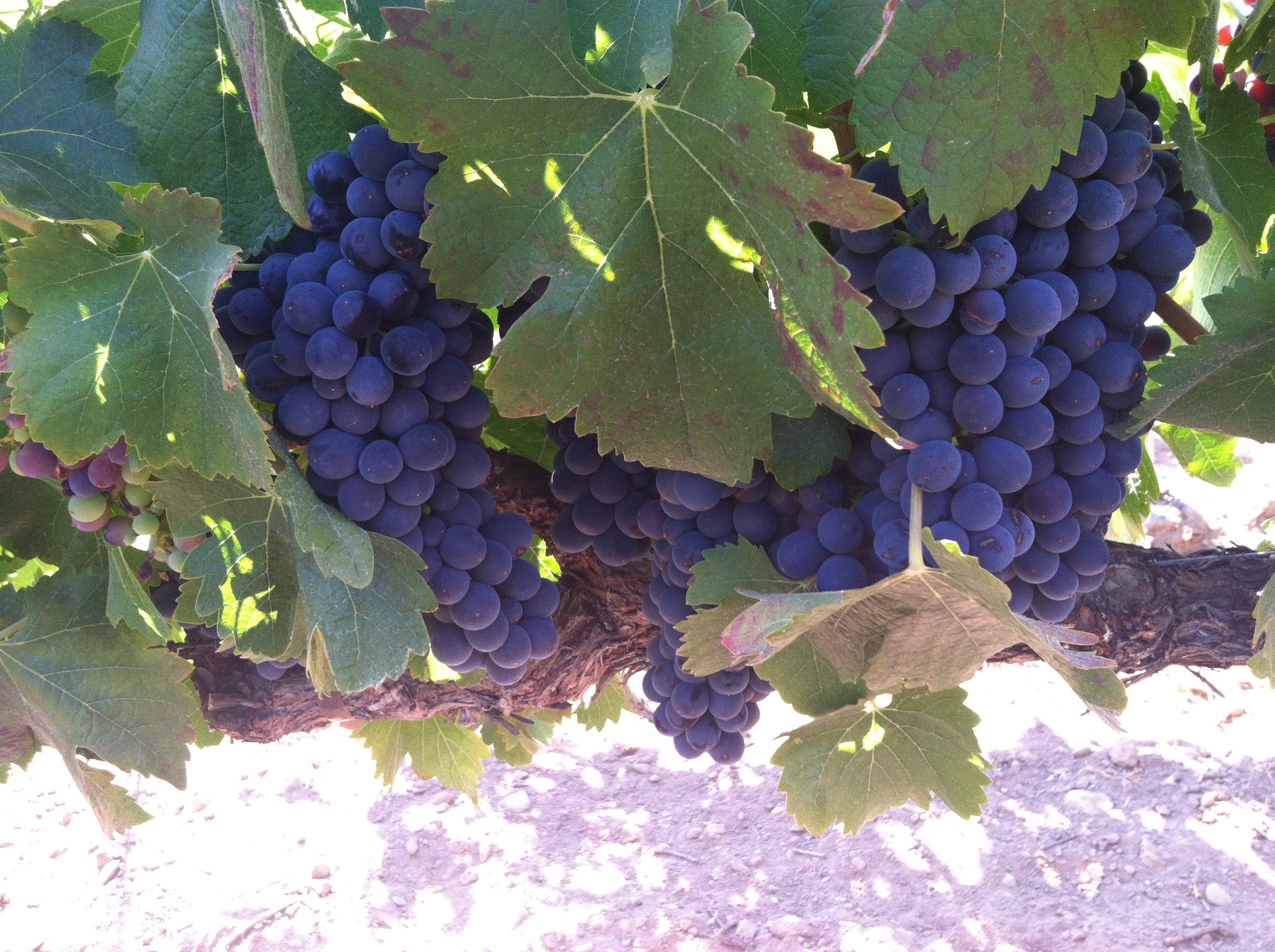 Ripe Syrah grapes