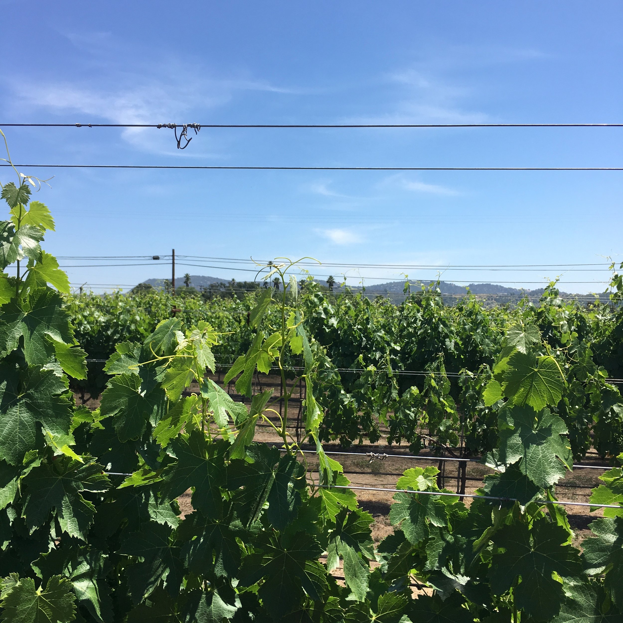 Cinsault vines with mountains behind