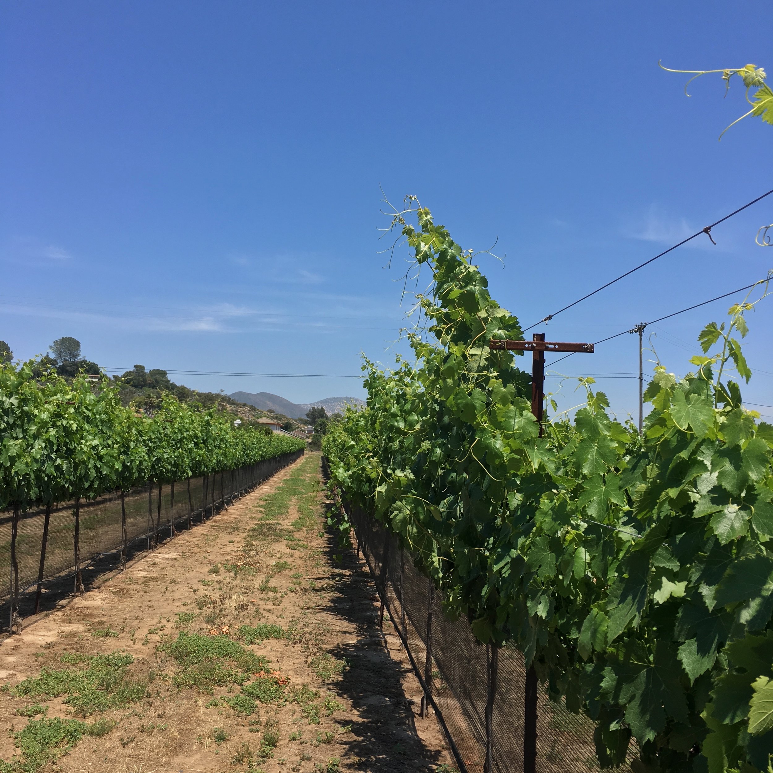 Long row of Cinsault vines