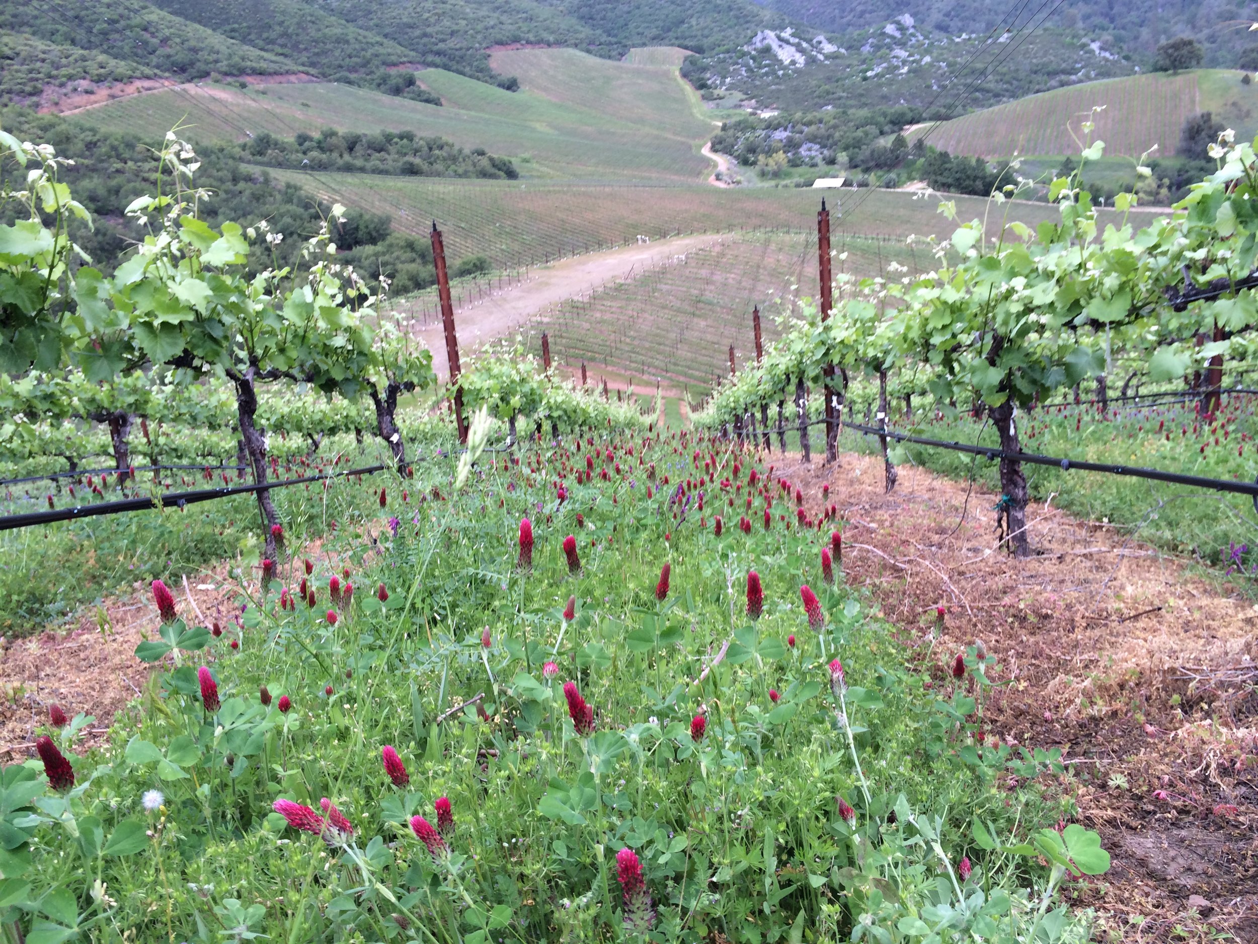 Steep row of vines with cover crop