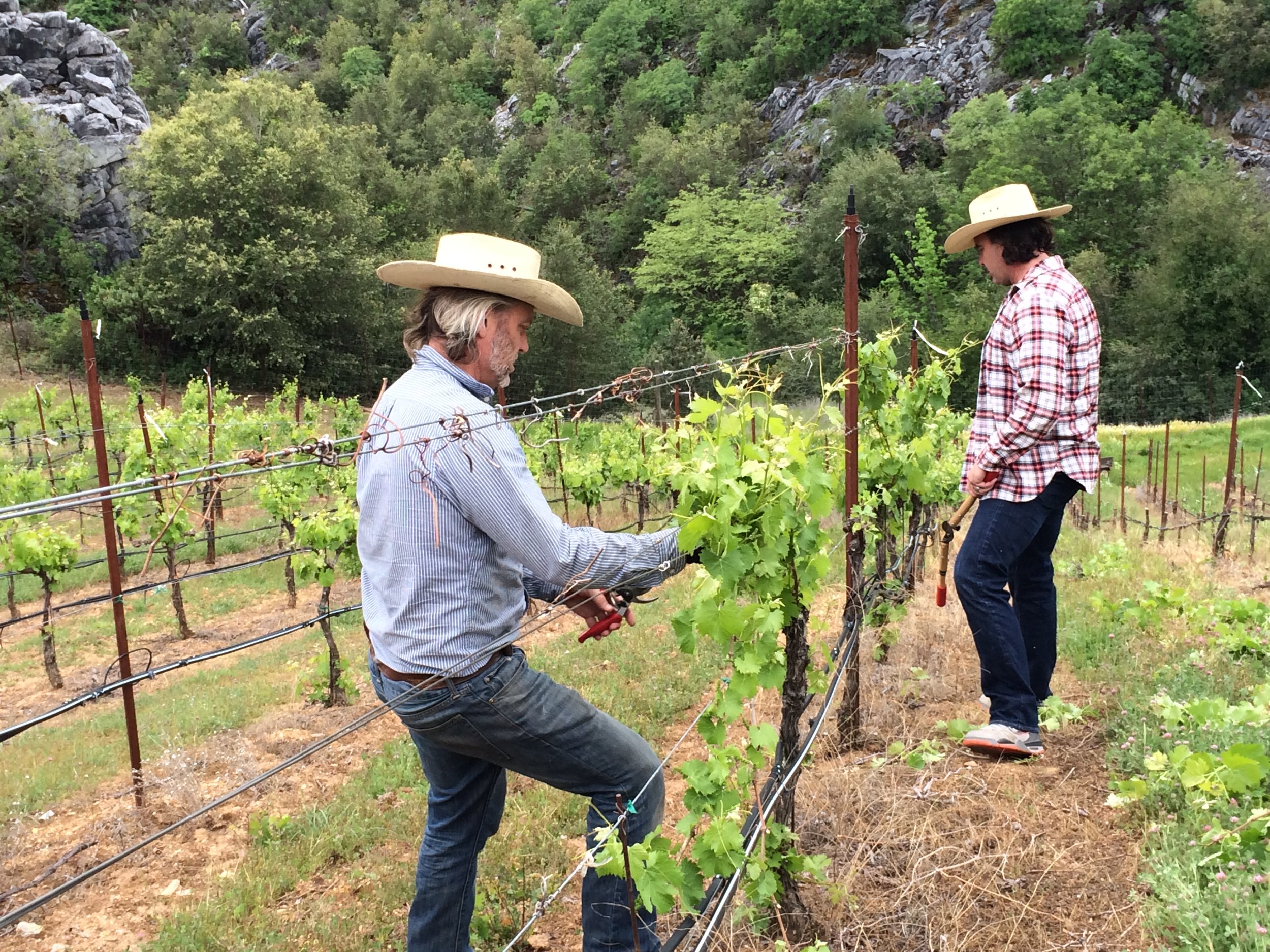 Two winemakers cutting back vines