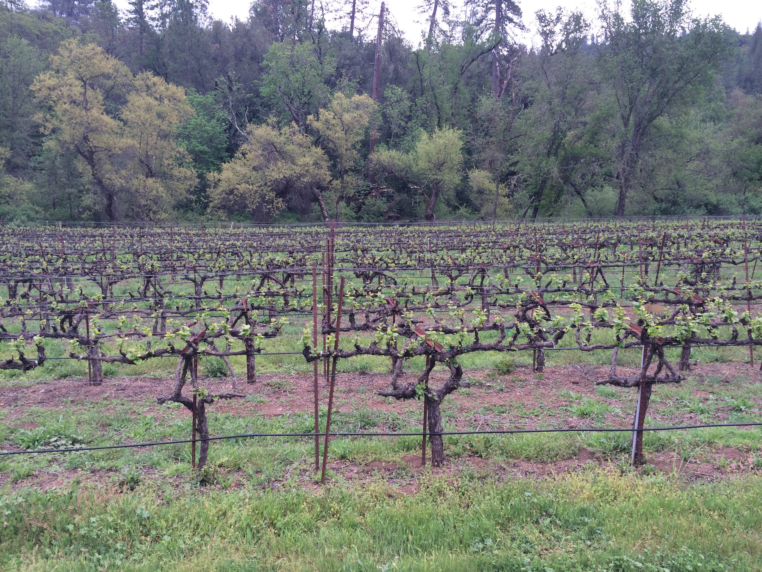 Chardonnay vines with trees behind