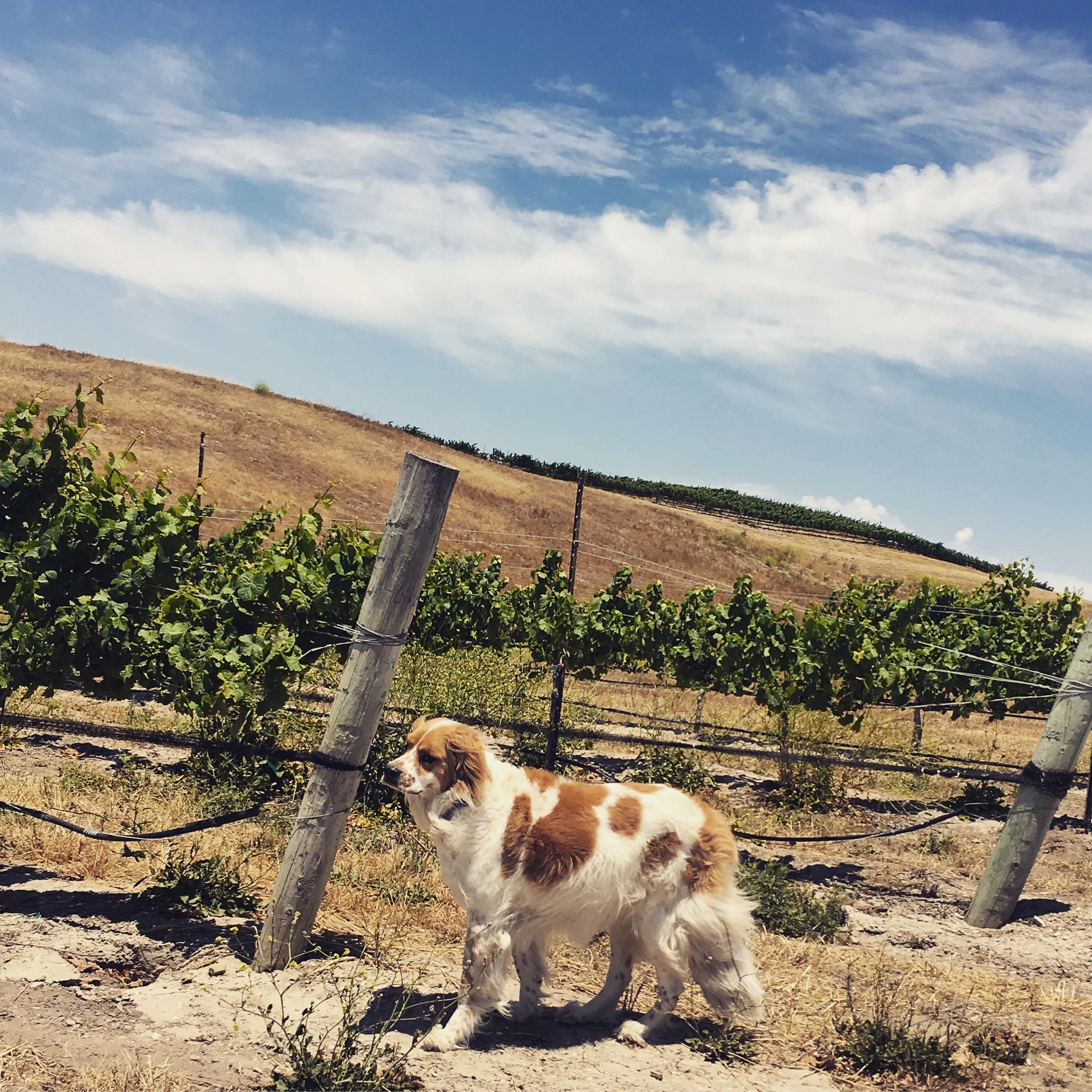 Winery dog Iris in vineyard