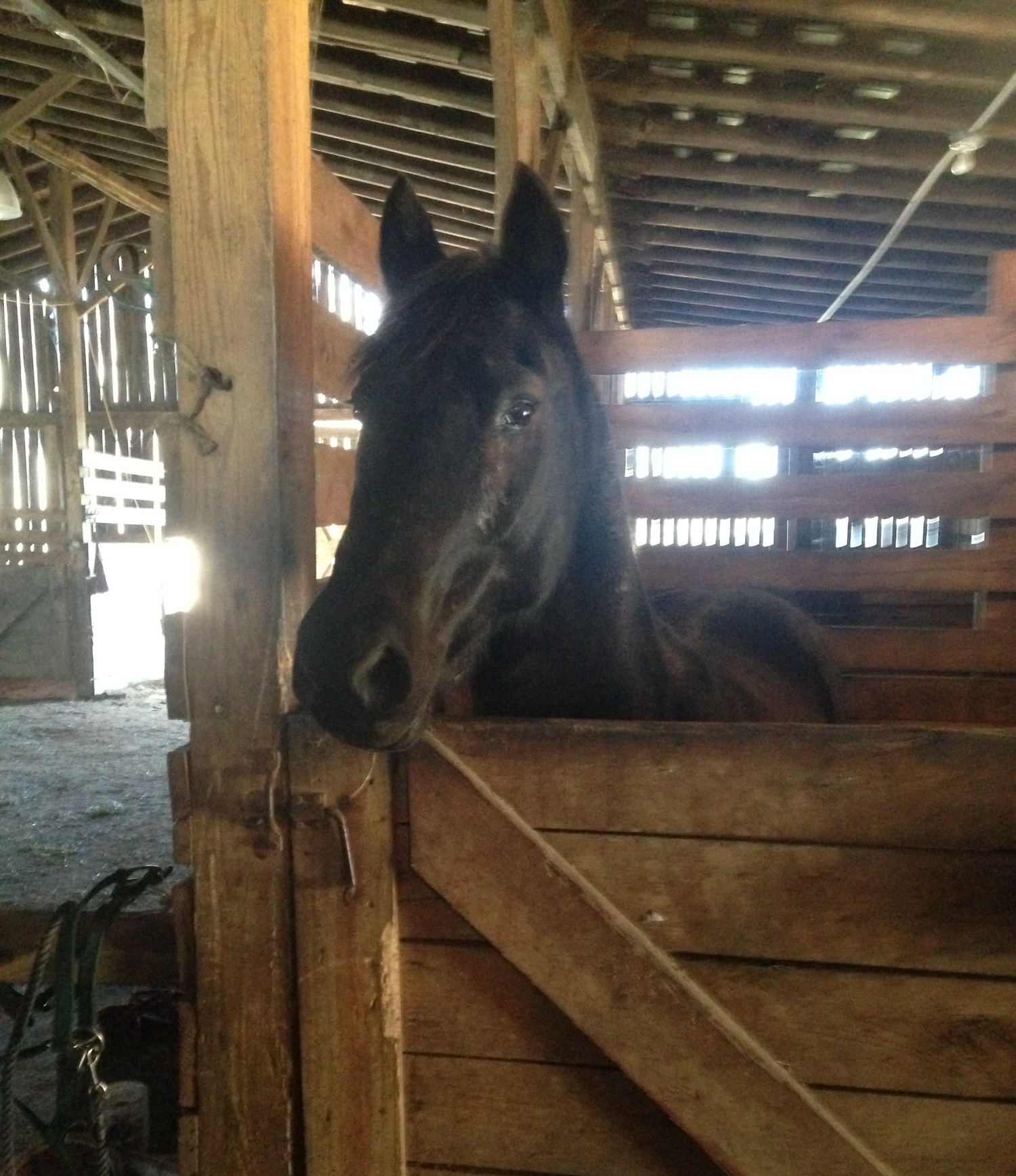 Boarding — Walnut Spring Stables