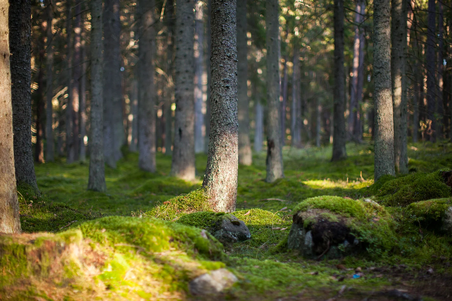 skog_073.jpg