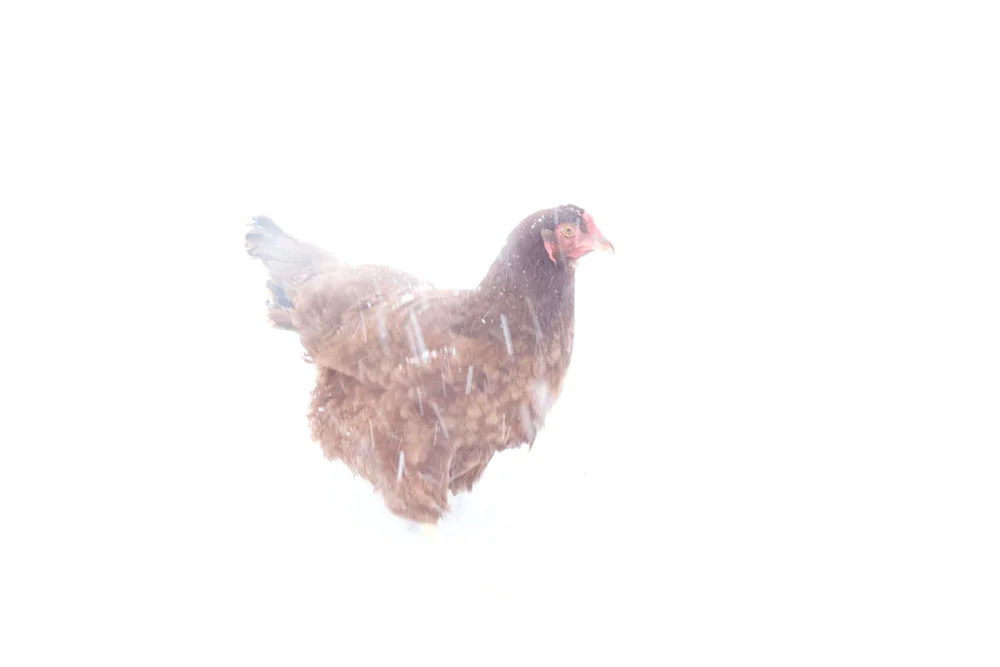 Ginger braving the snow storm