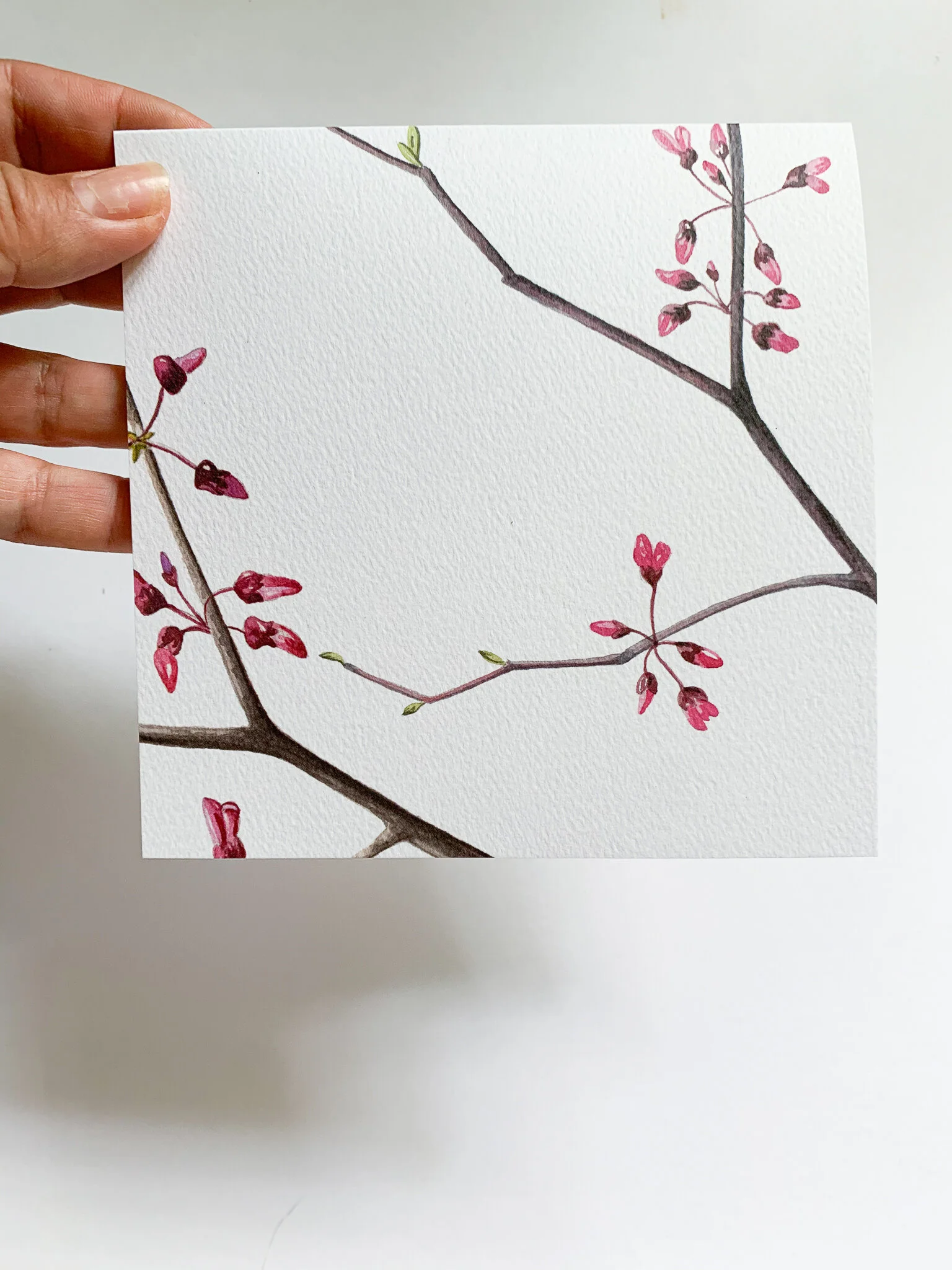 Notecard_redbud.jpg