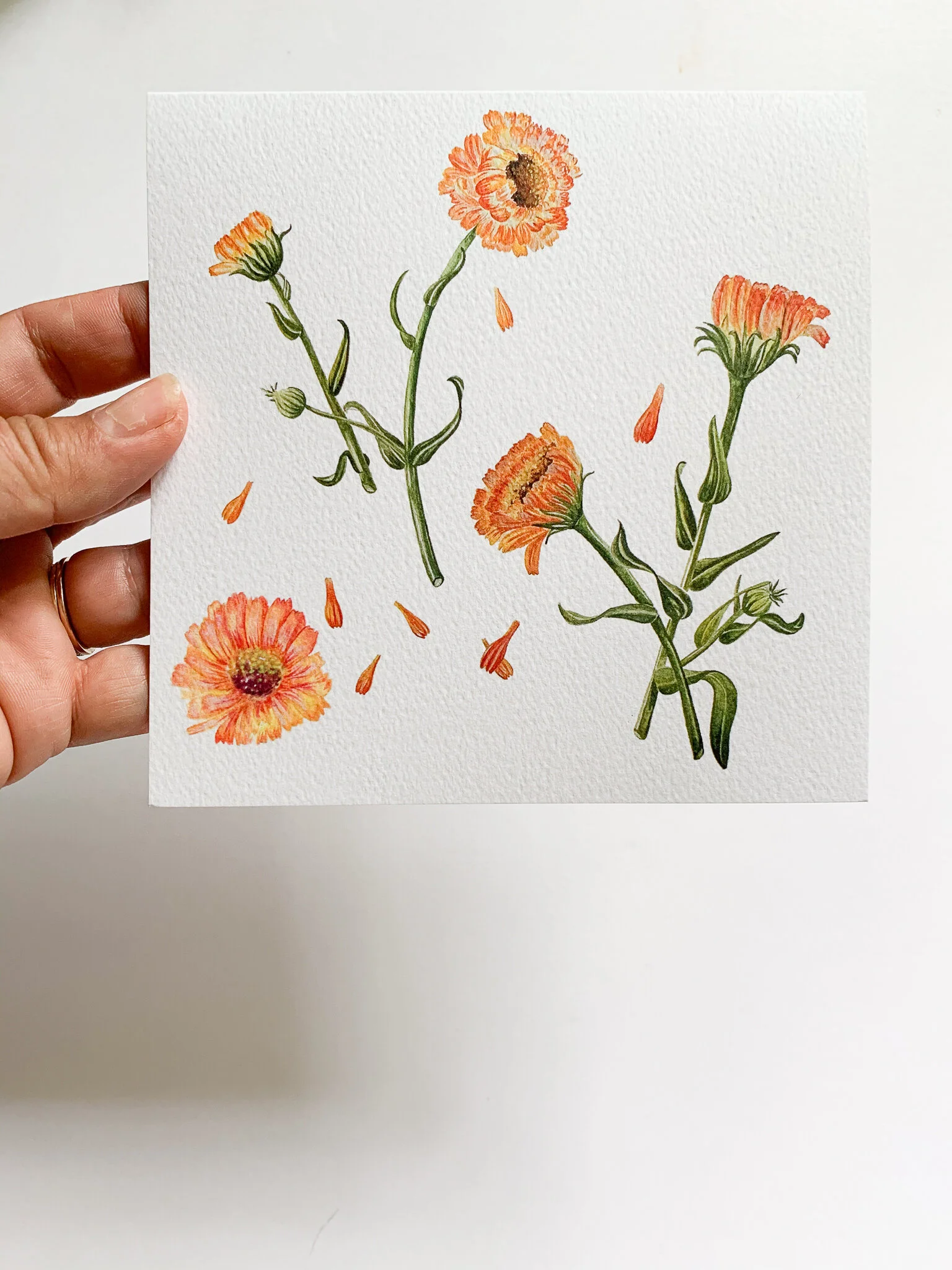Notecard_calendula-4.jpg