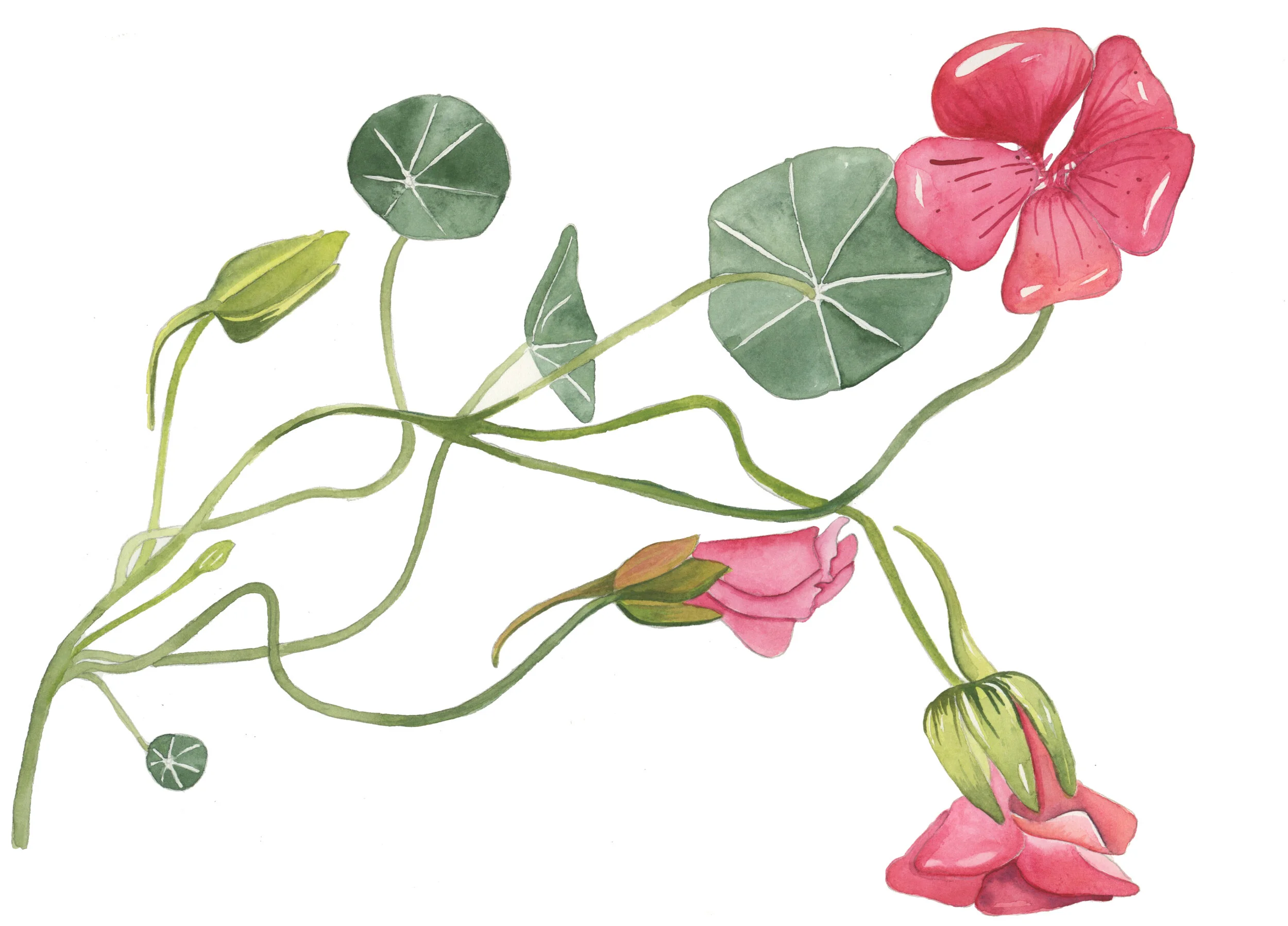 Nasturtium_cherry_rose_vine_clean.jpg