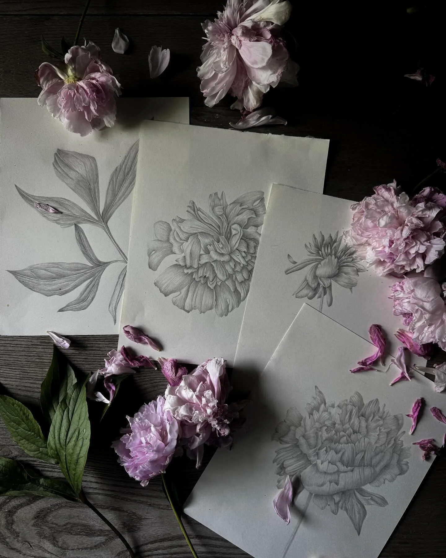 Peonies in graphite &mdash;&gt; patterns 

Which color ways do you like best? 

#surfacepatterndesign #wearesurfacepatterndesign #peonypattern #floralwallpaper #floralpattern #botanicalart #botanicaldrawing