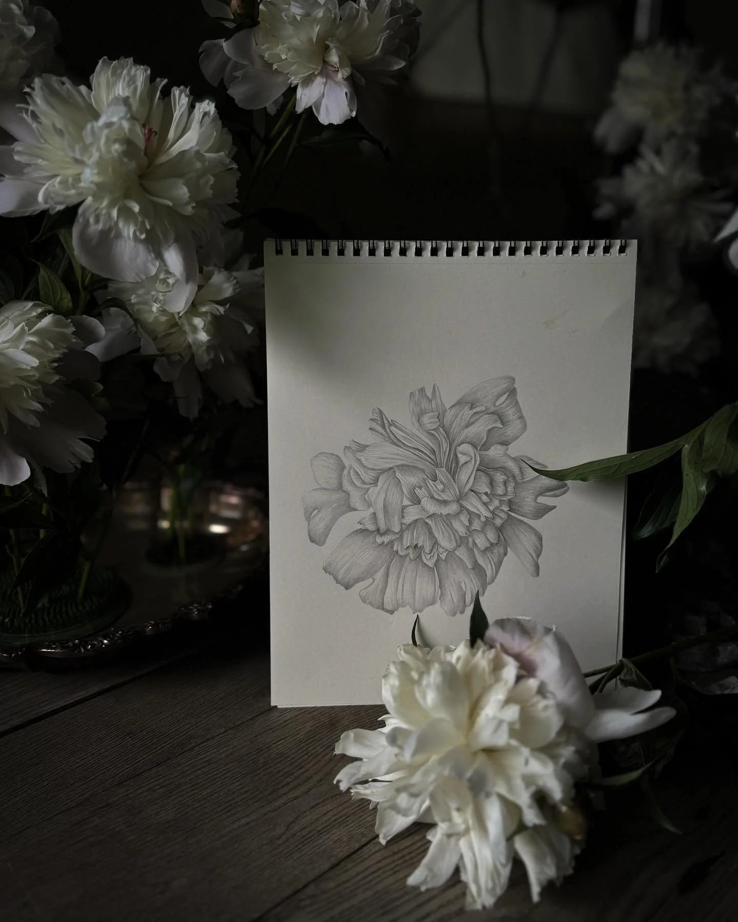 My studio smells like heaven! I&rsquo;m enjoying every minute with the peonies out of the garden. 

Yesterday was photos and drawings. Perhaps a painting before they are finished for the year&hellip;

#peonies #peonyart #botanicaldrawing #botanicalar