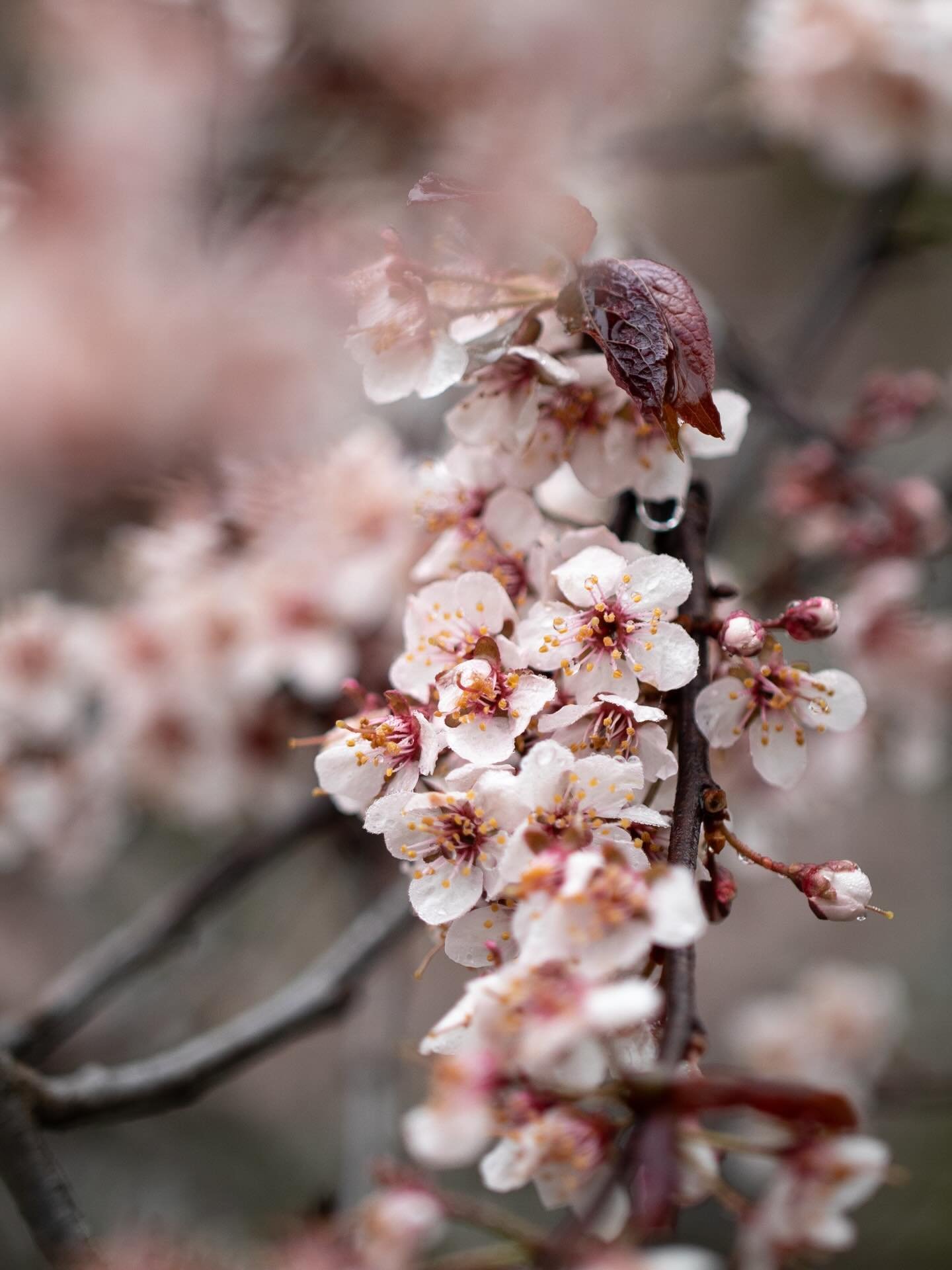Scenes from a cold wet garden this weekend. Spring is so good that way&mdash;it keeps us so completely present. 

I&rsquo;ve been wandering just to see, and creating as a way to participate. Dramatic photos, simple sketches, and bites made perfect wi