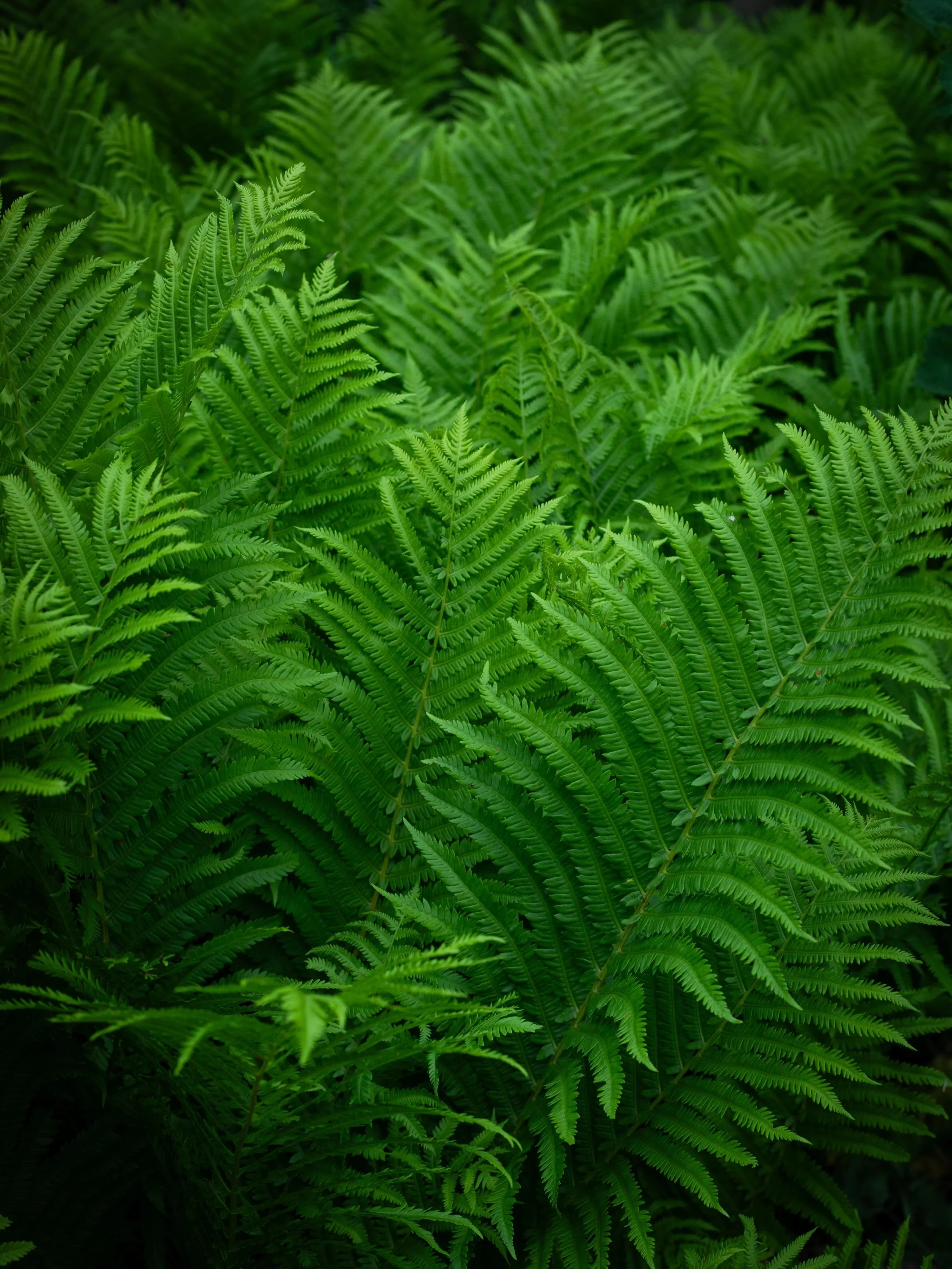 Things are looking pretty lush around here.