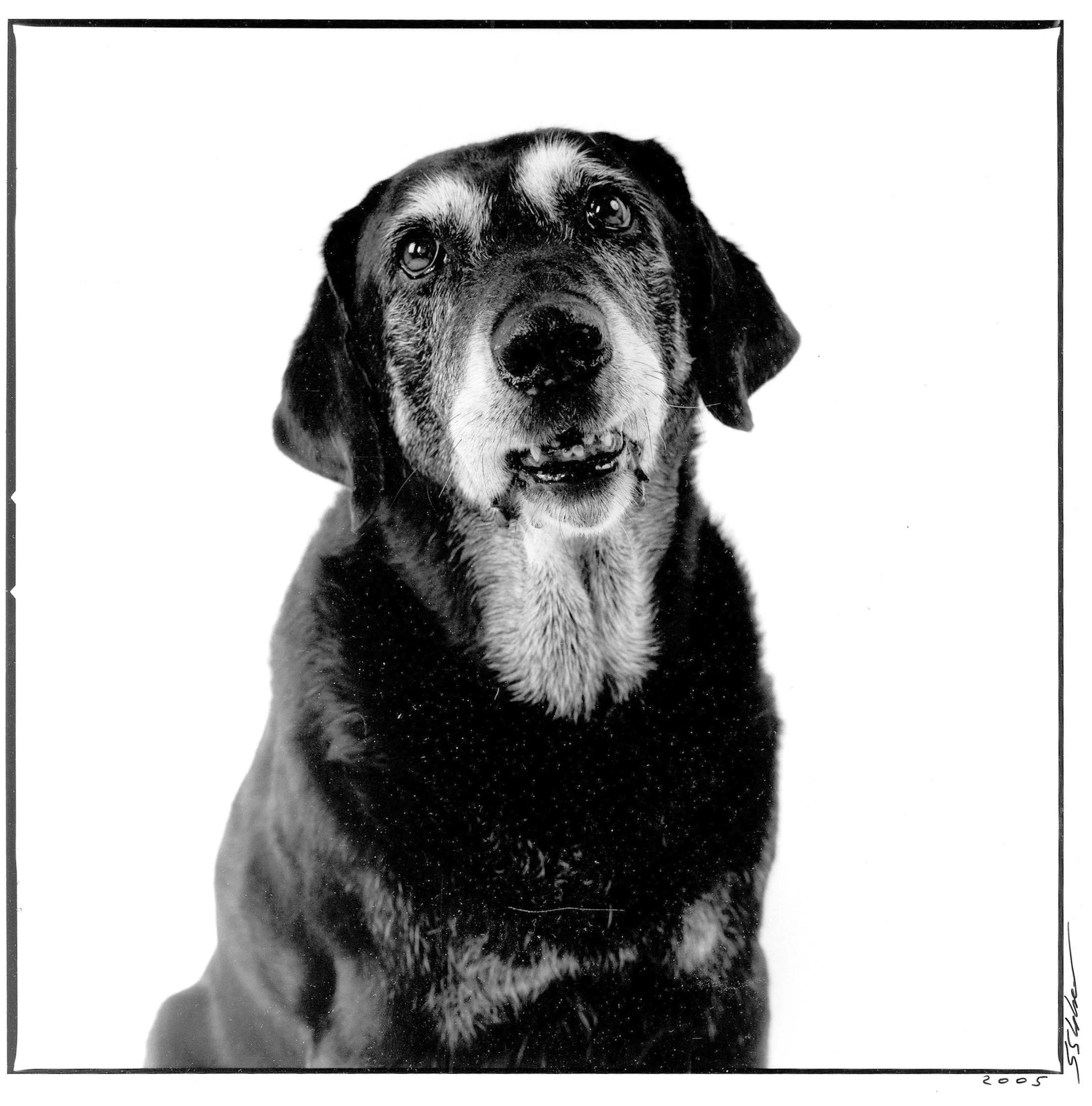  Old Labrador Retriever, (2010) 