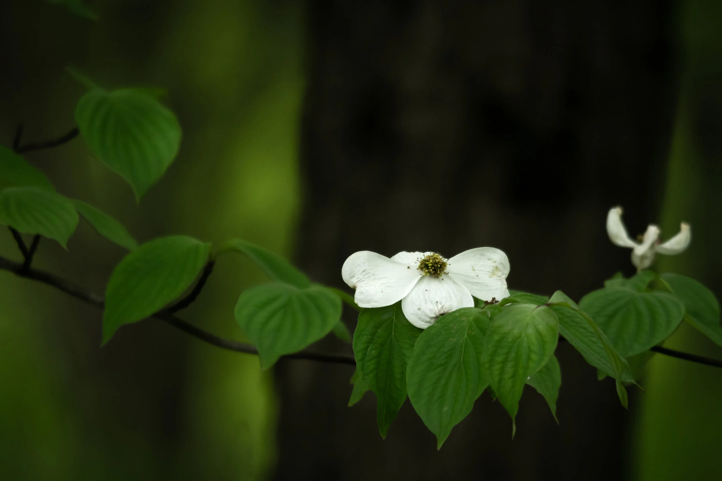 DSC_7025.jpg