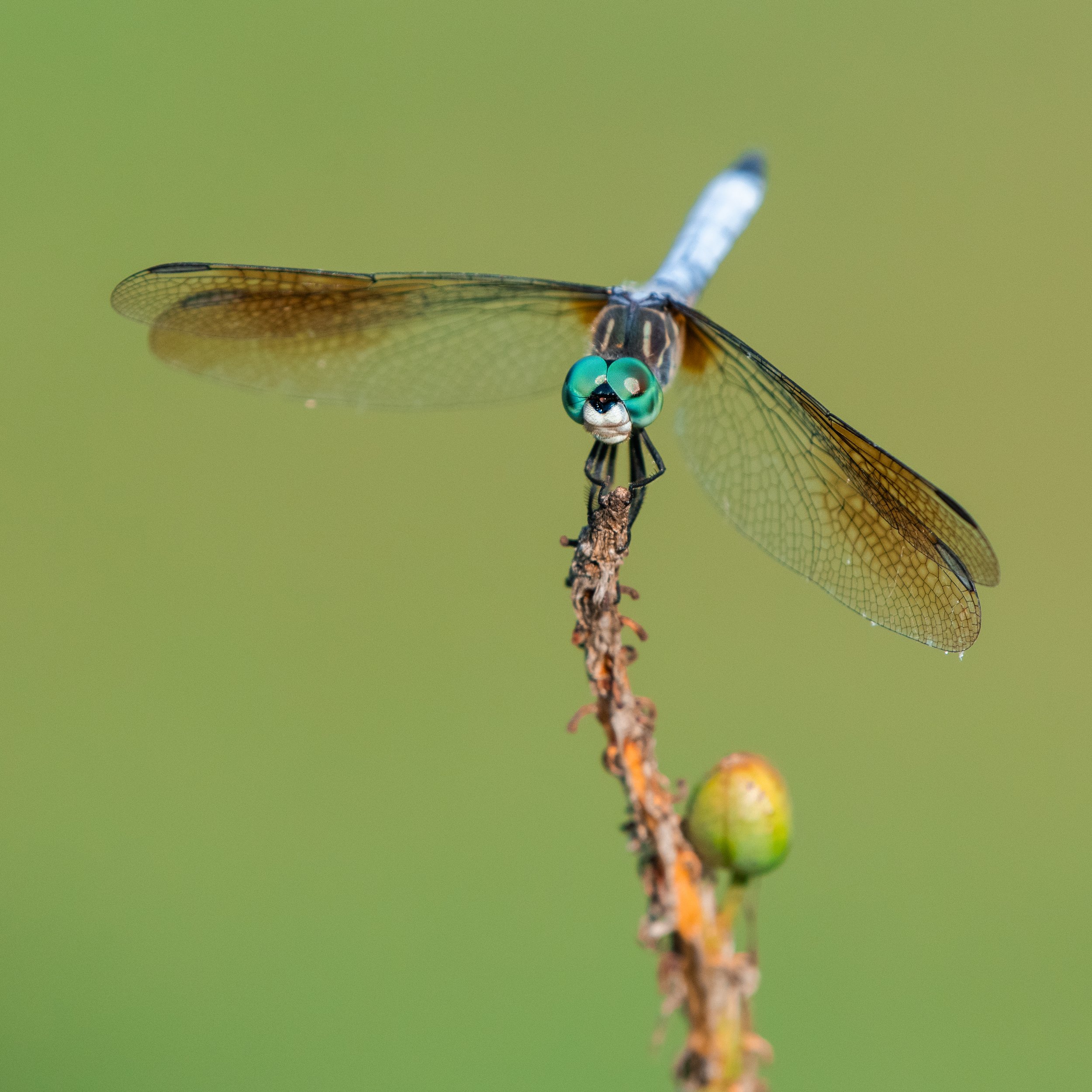 D85_0154.jpg