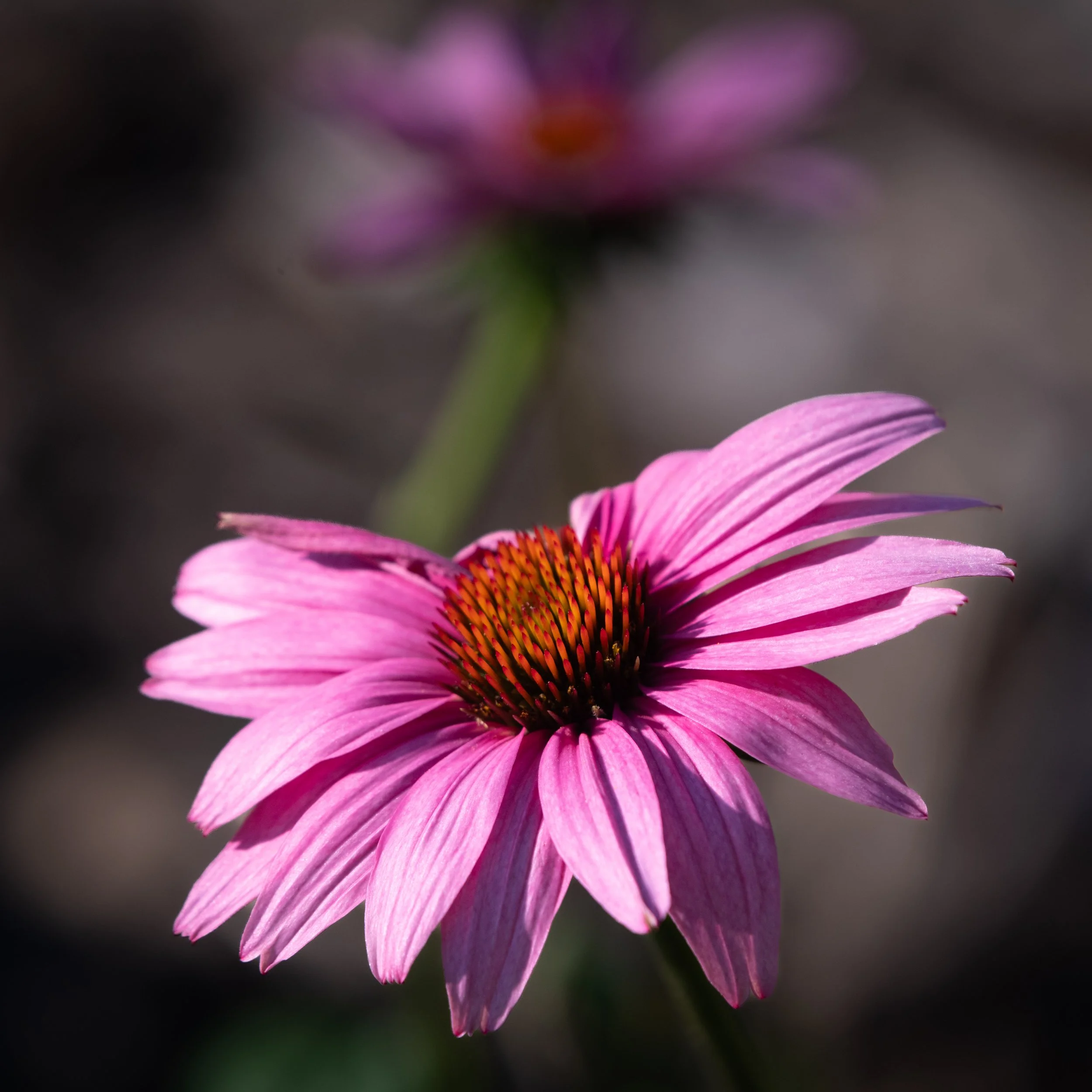 D85_1149.jpg