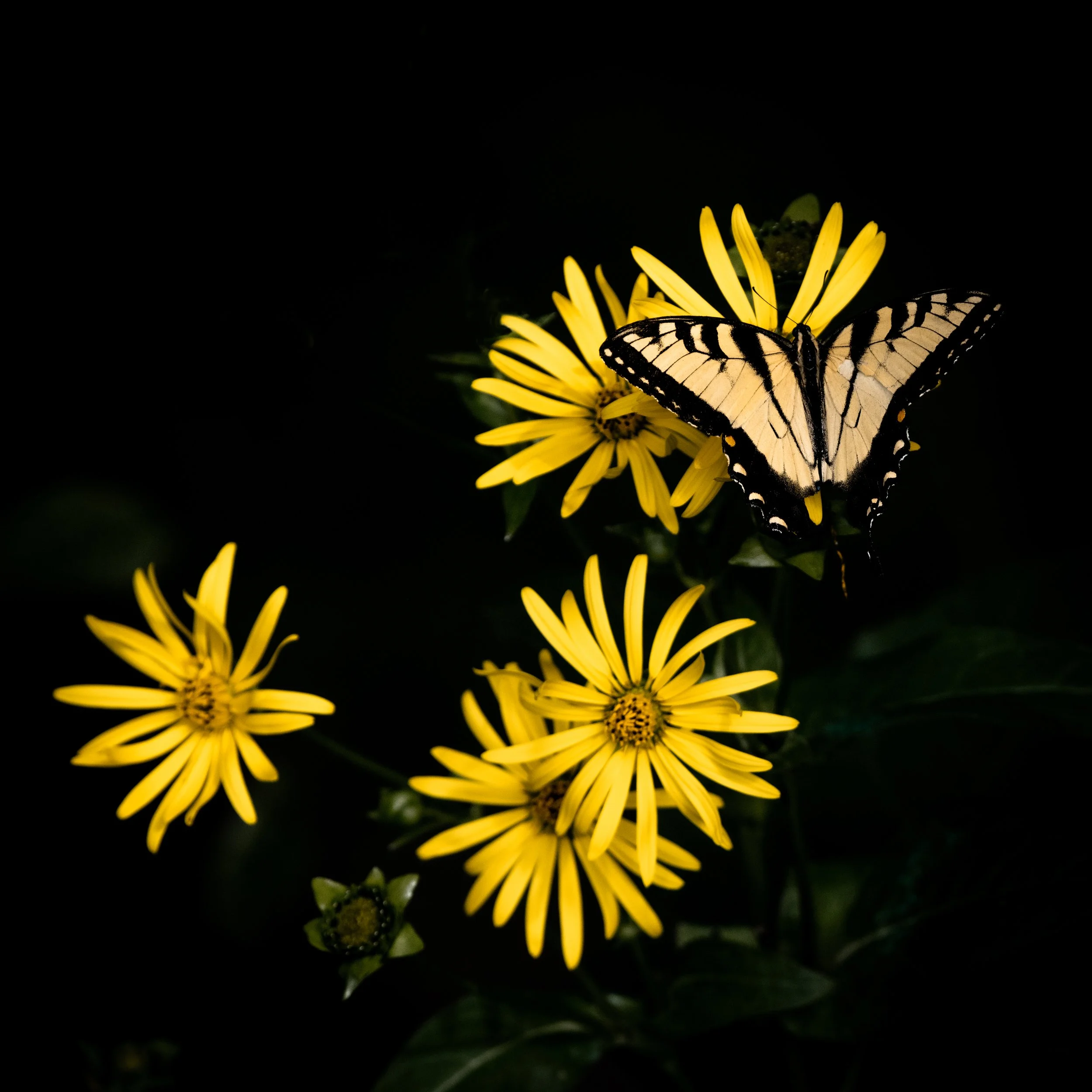 D85_4513.jpg
