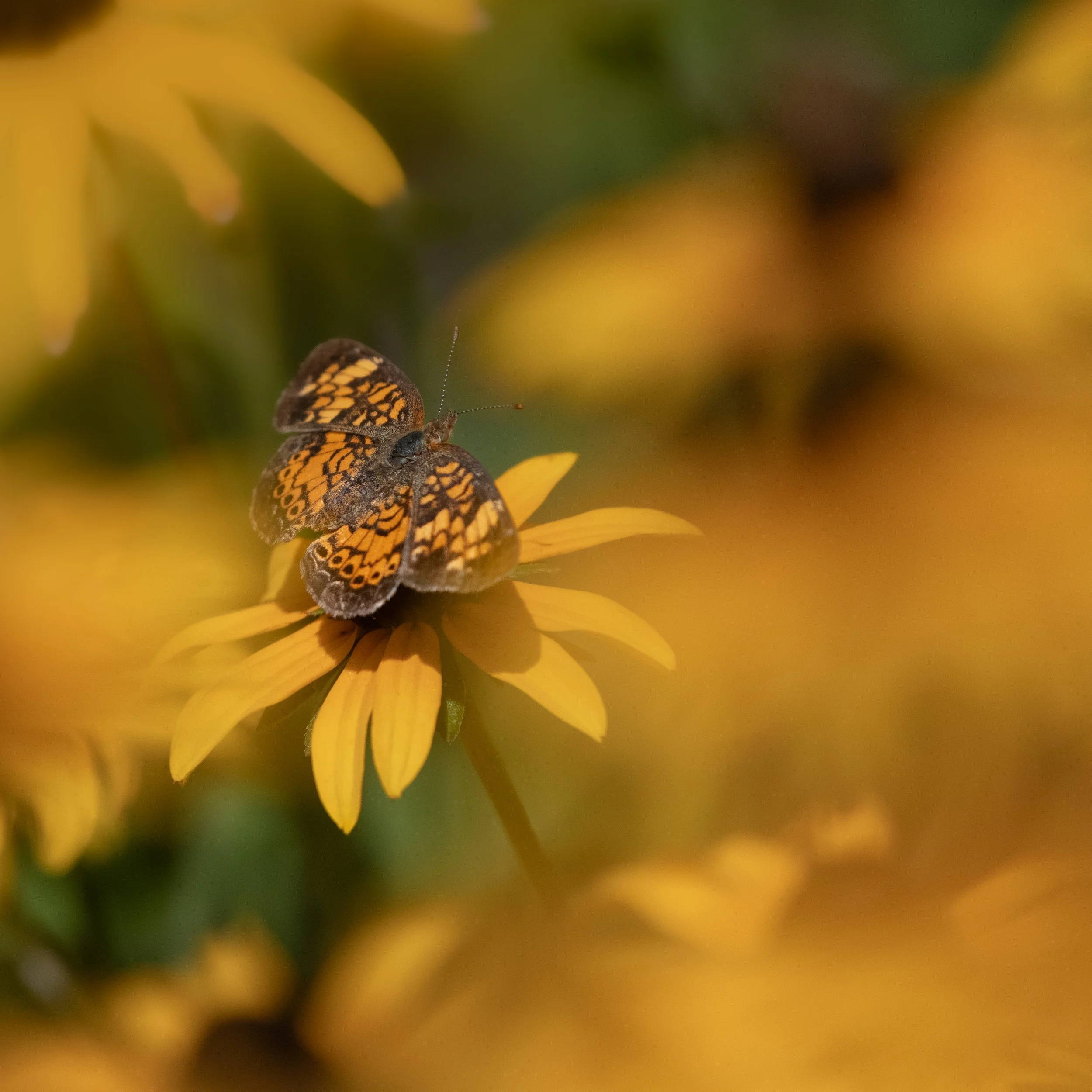 D85_4956.jpg