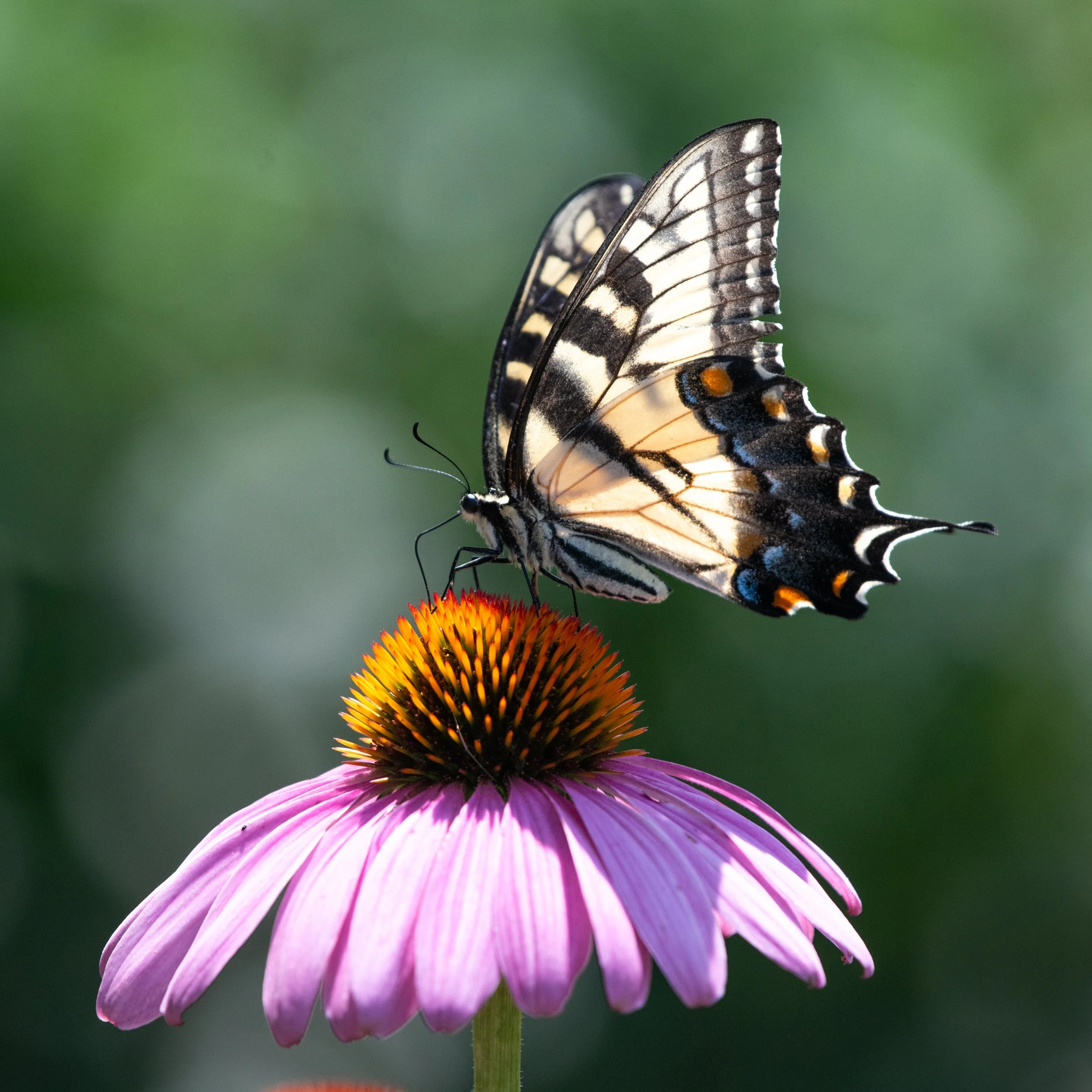 D85_8640.jpg