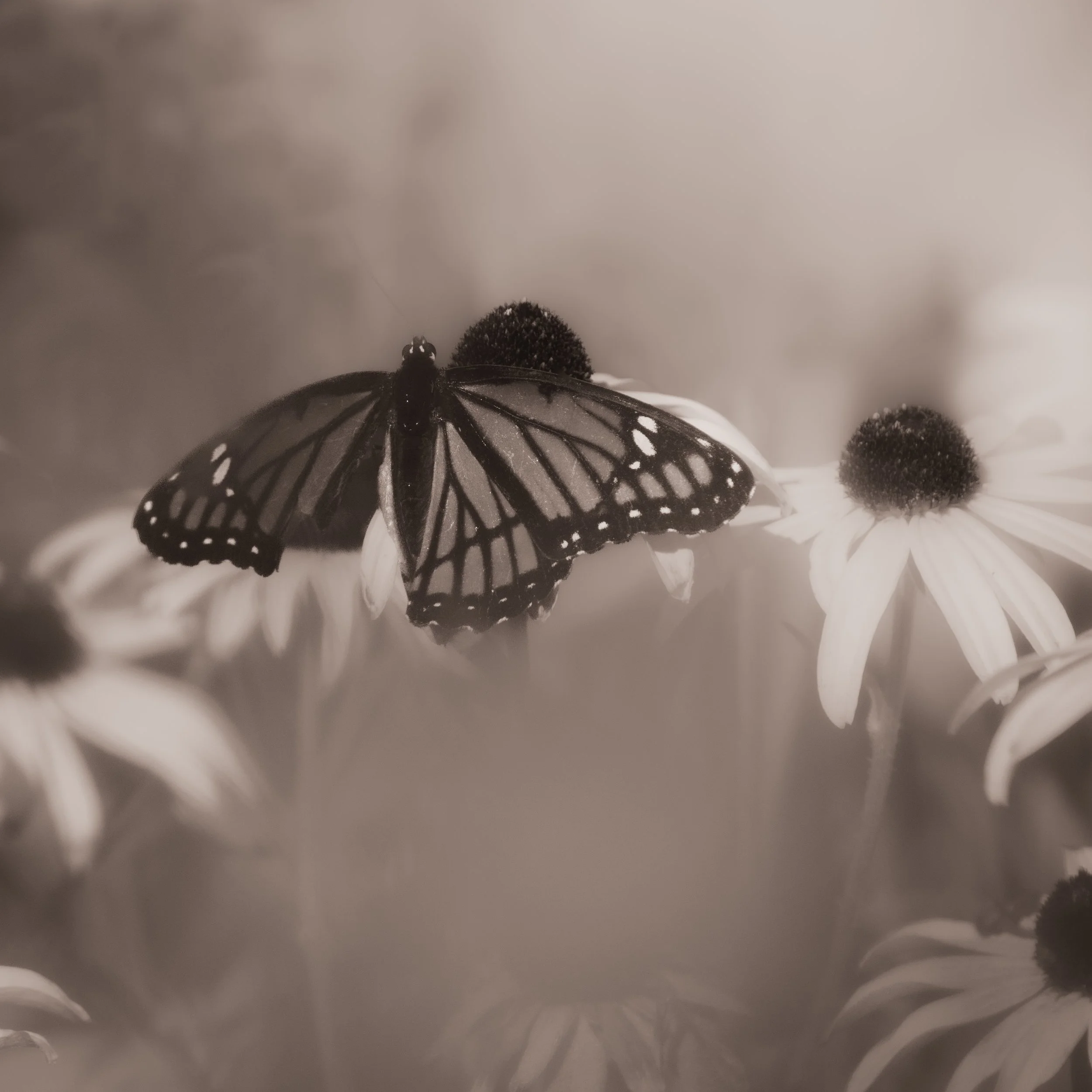 D85_6610.jpg