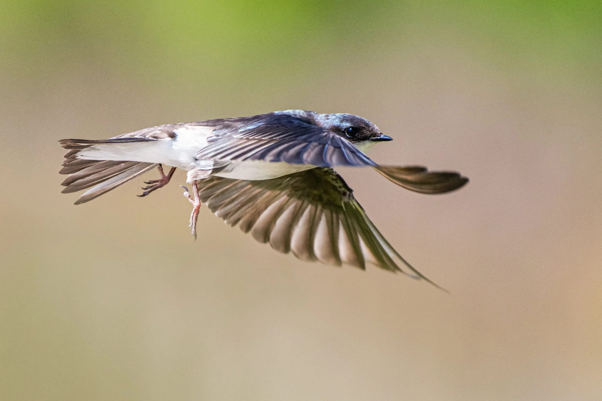 D85_3336-Edit.jpg