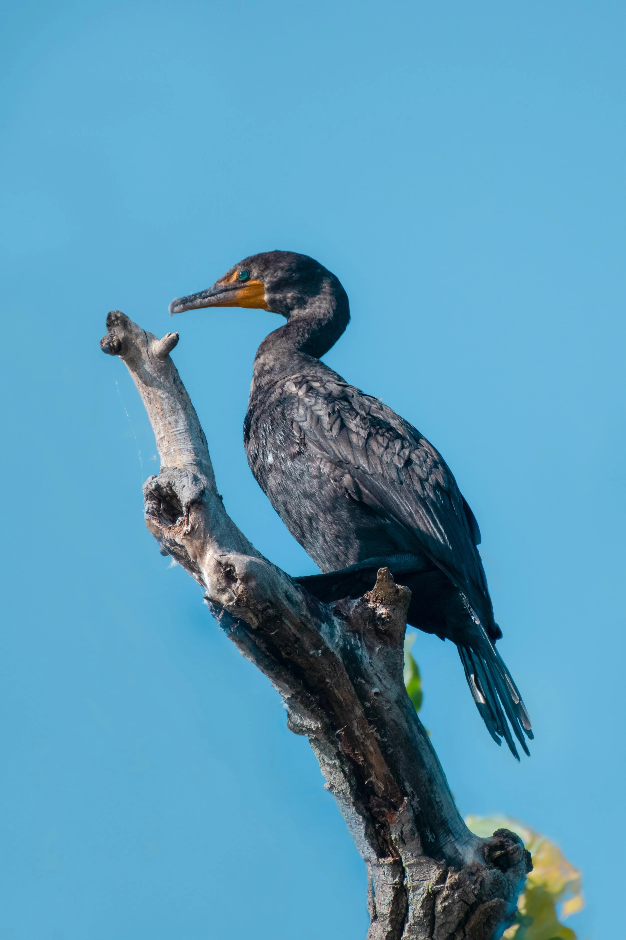 D85_5827-Edit-Edit-2.jpg