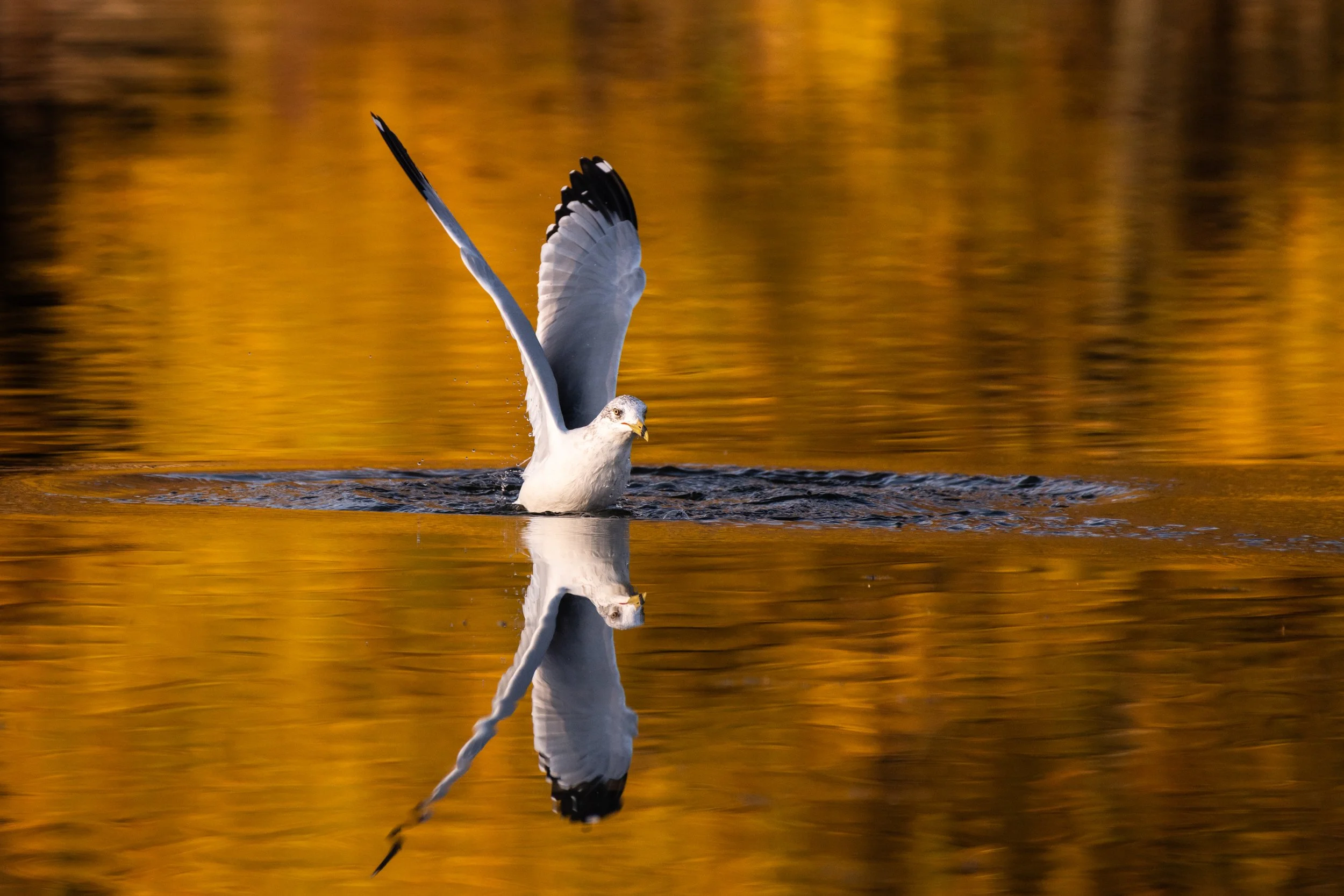 D85_6160.jpg