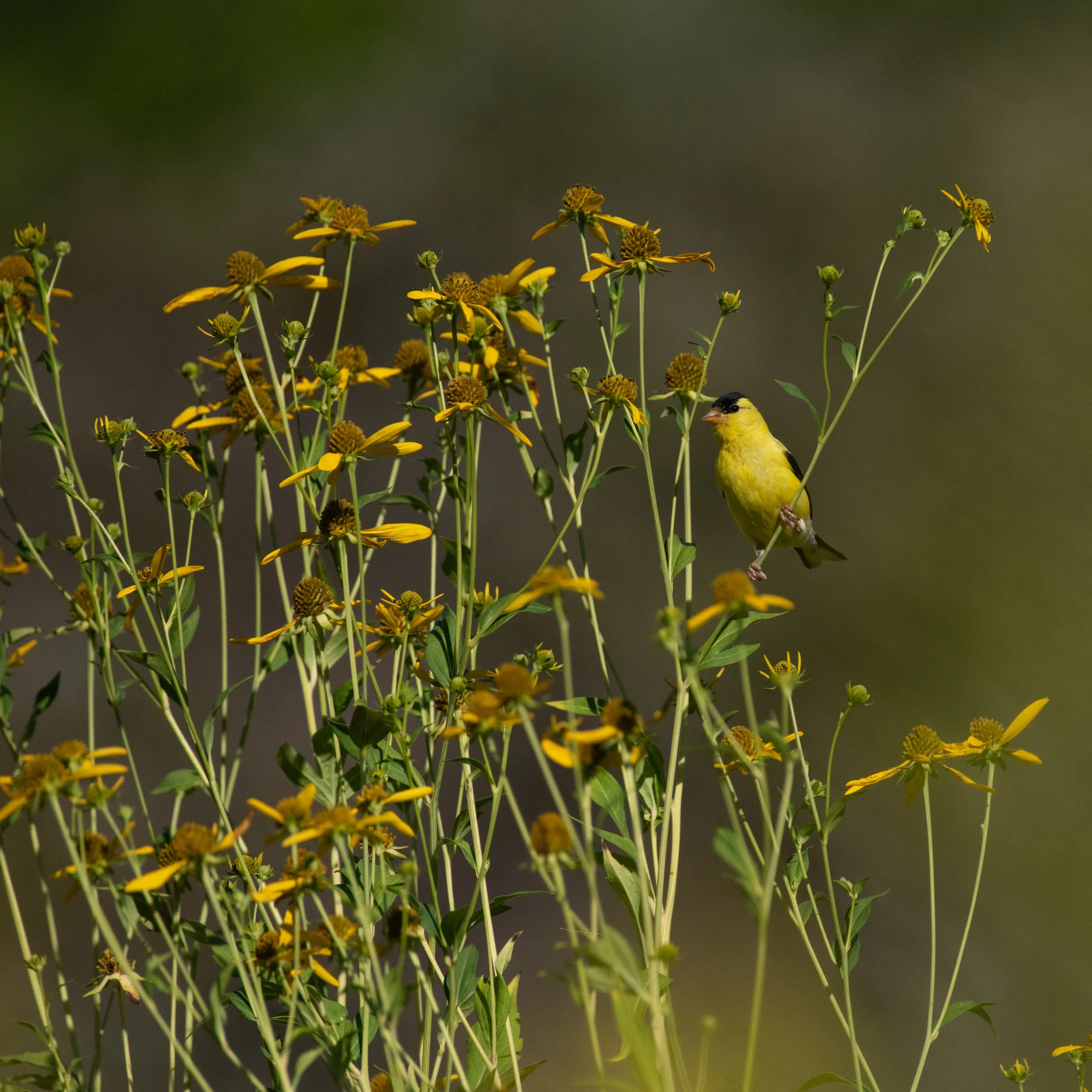 D85_6668.jpg
