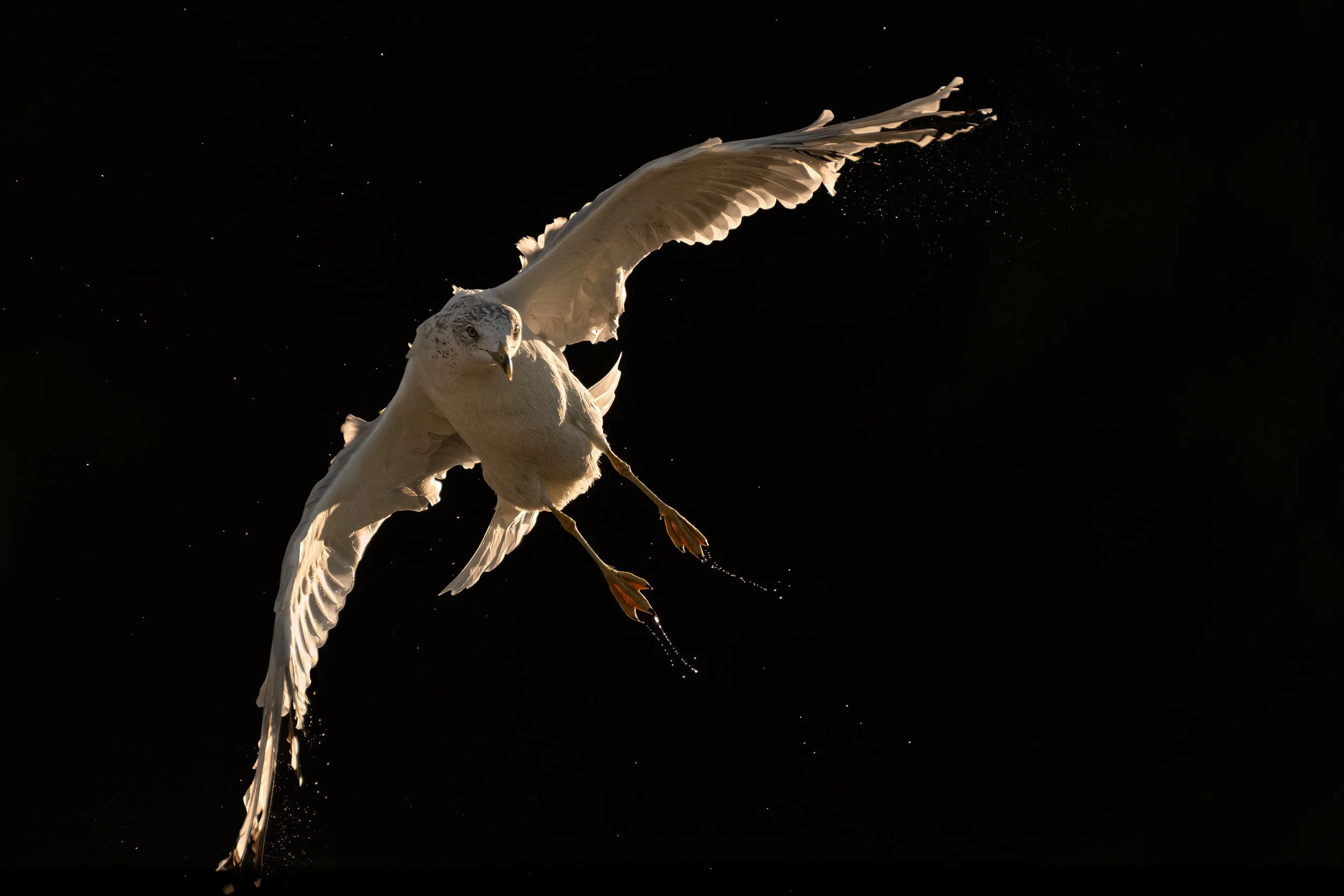 D85_7669-Edit-Edit.jpg