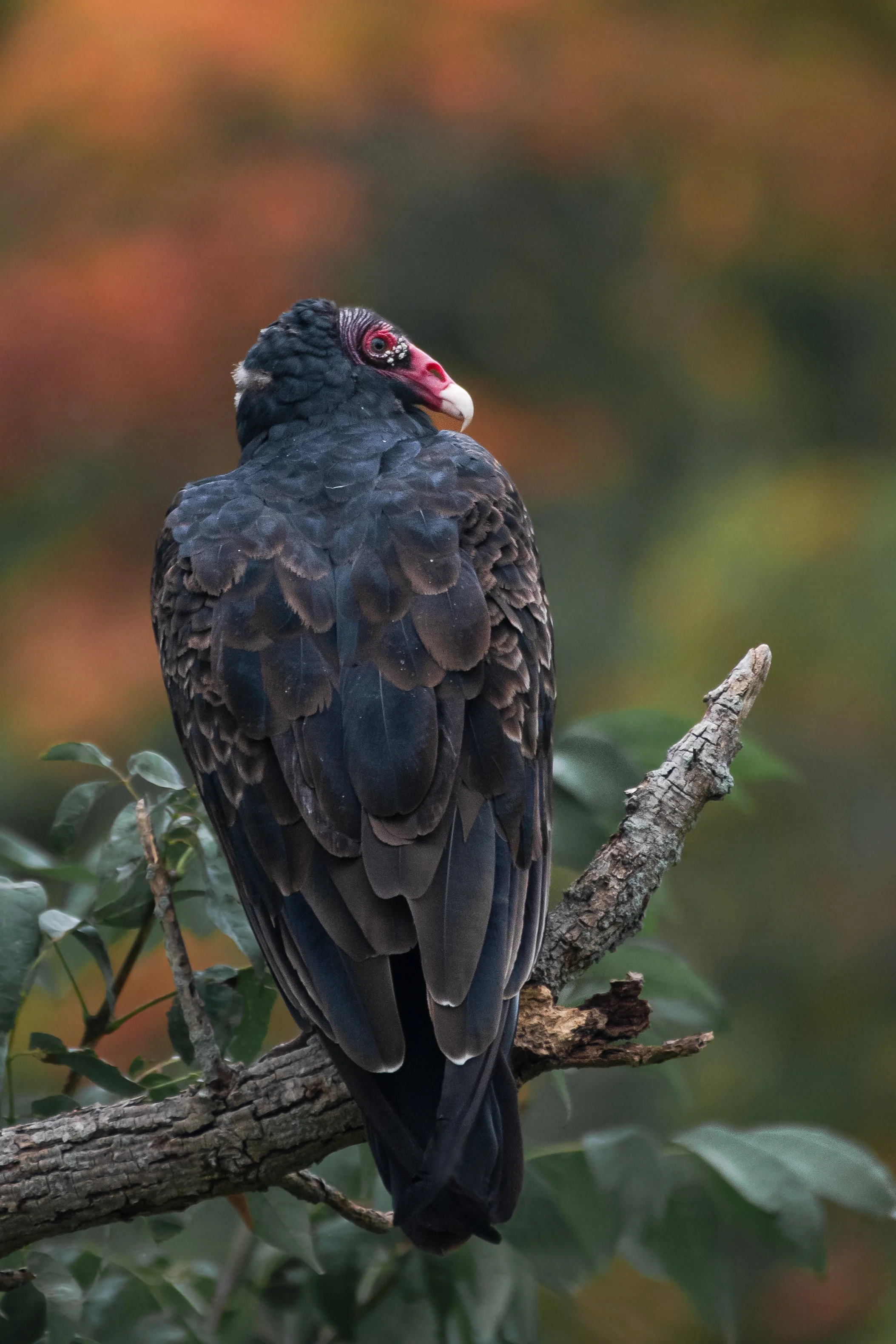 D85_7202-Edit.jpg