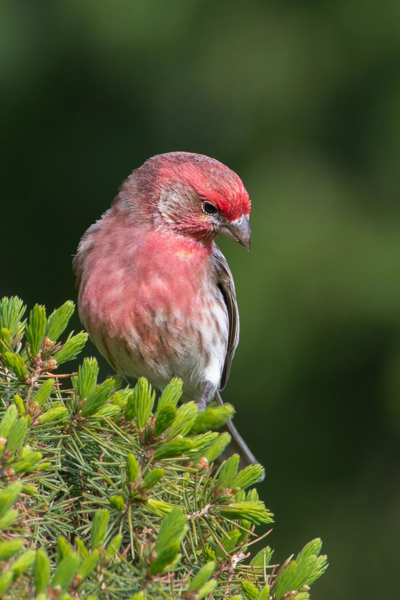 DSC_4775.jpg