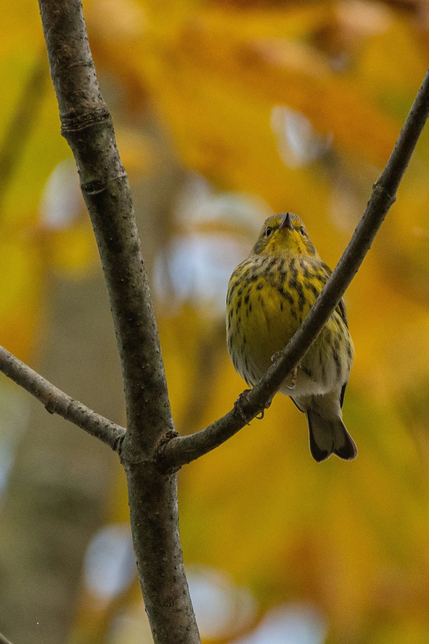 DSC_8693.jpg