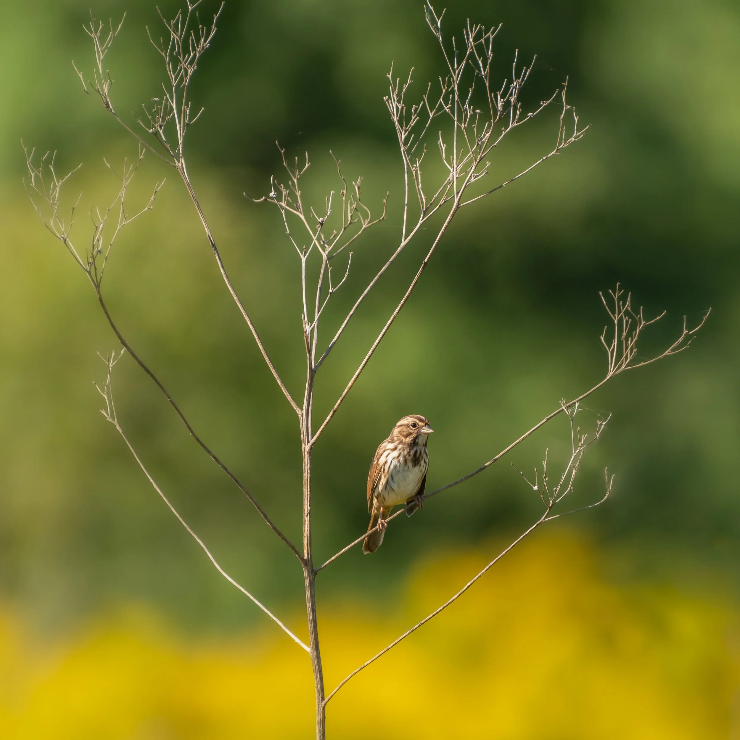 DSC_6397-Edit.jpg