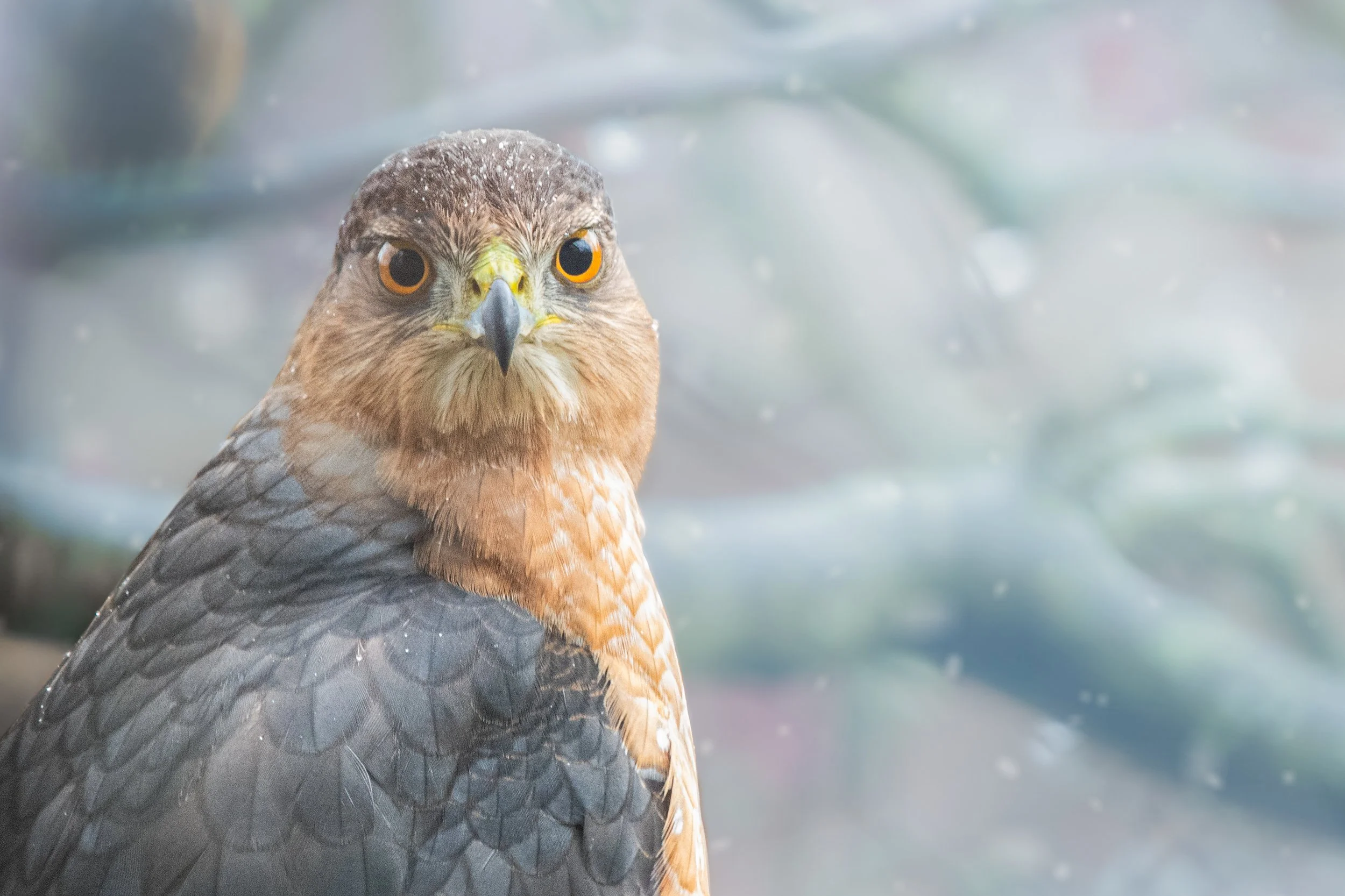 Hawk in Window 3.jpg