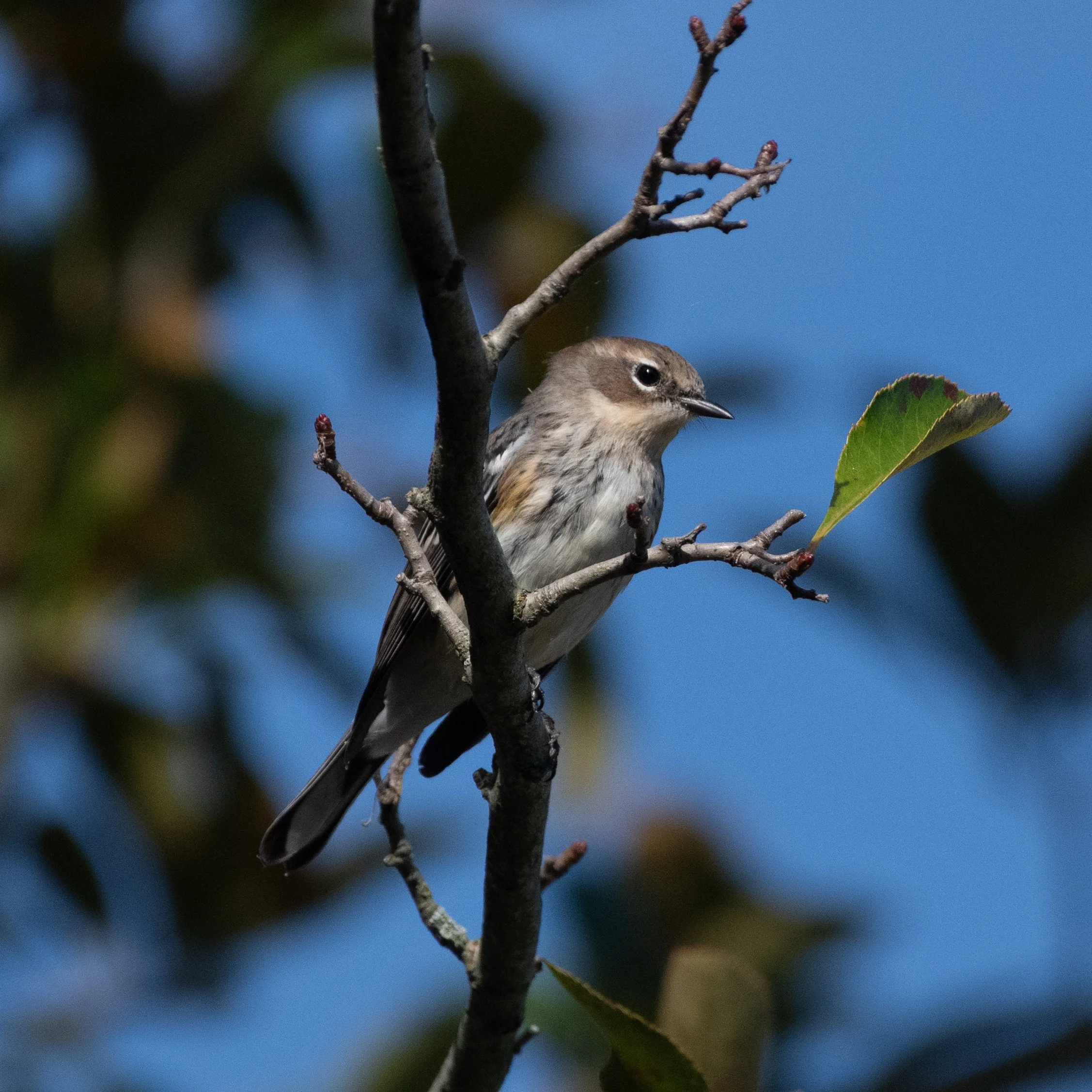 D85_7169.jpg