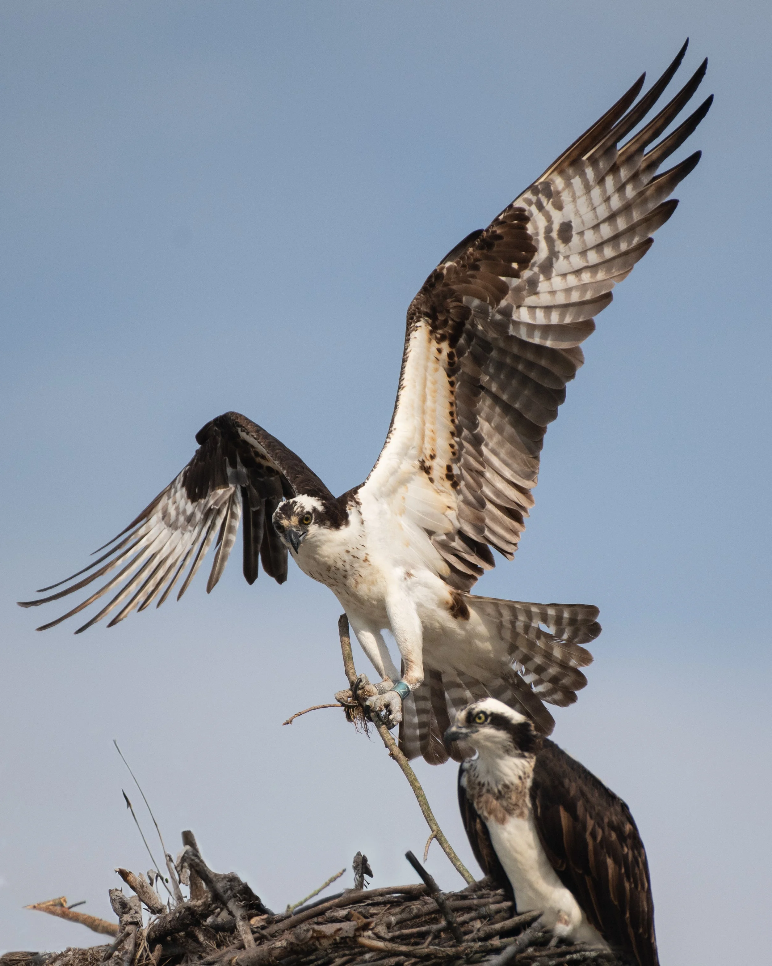 D85_9388-Edit-Edit.jpg