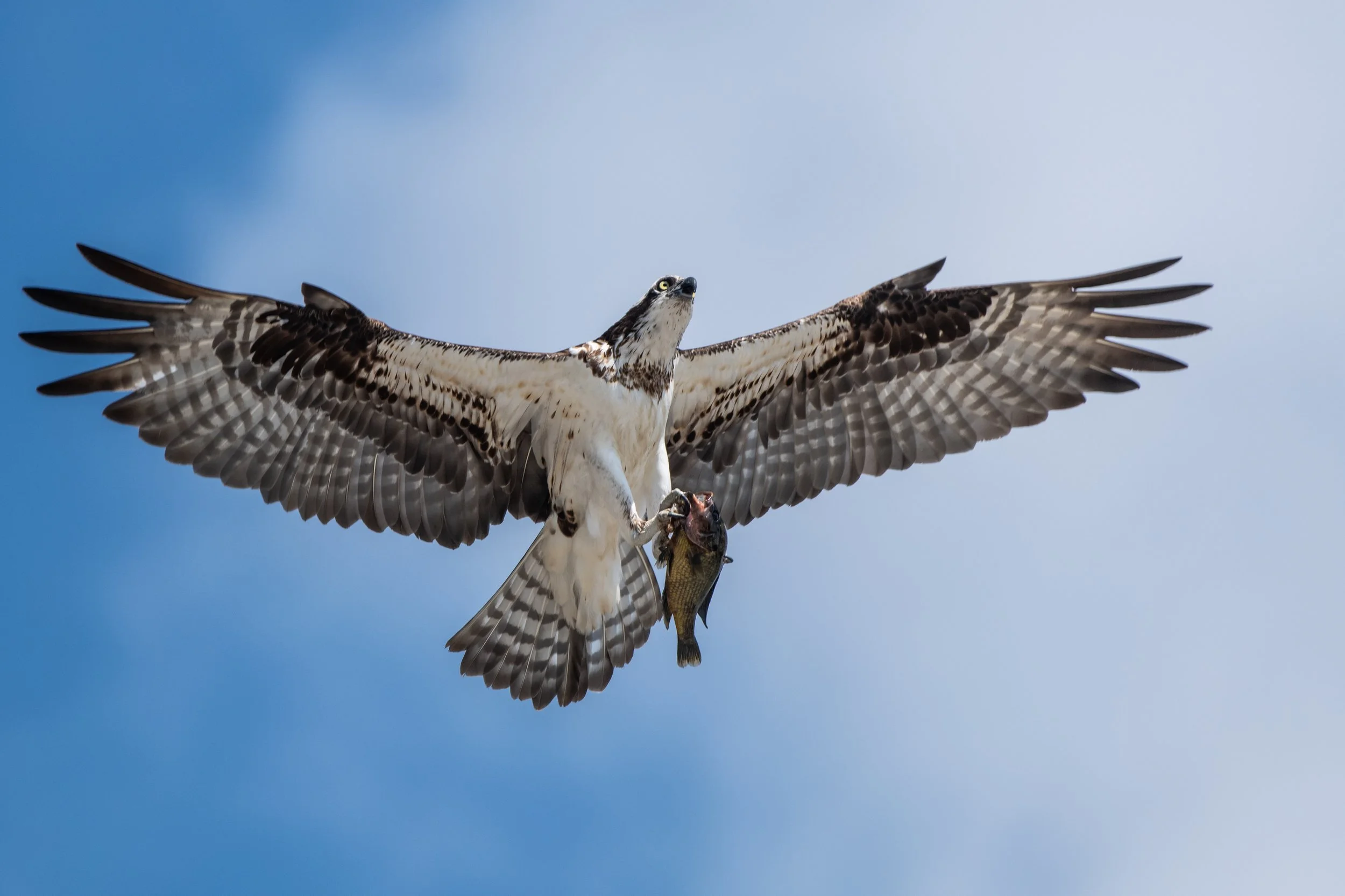 D85_6568.jpg