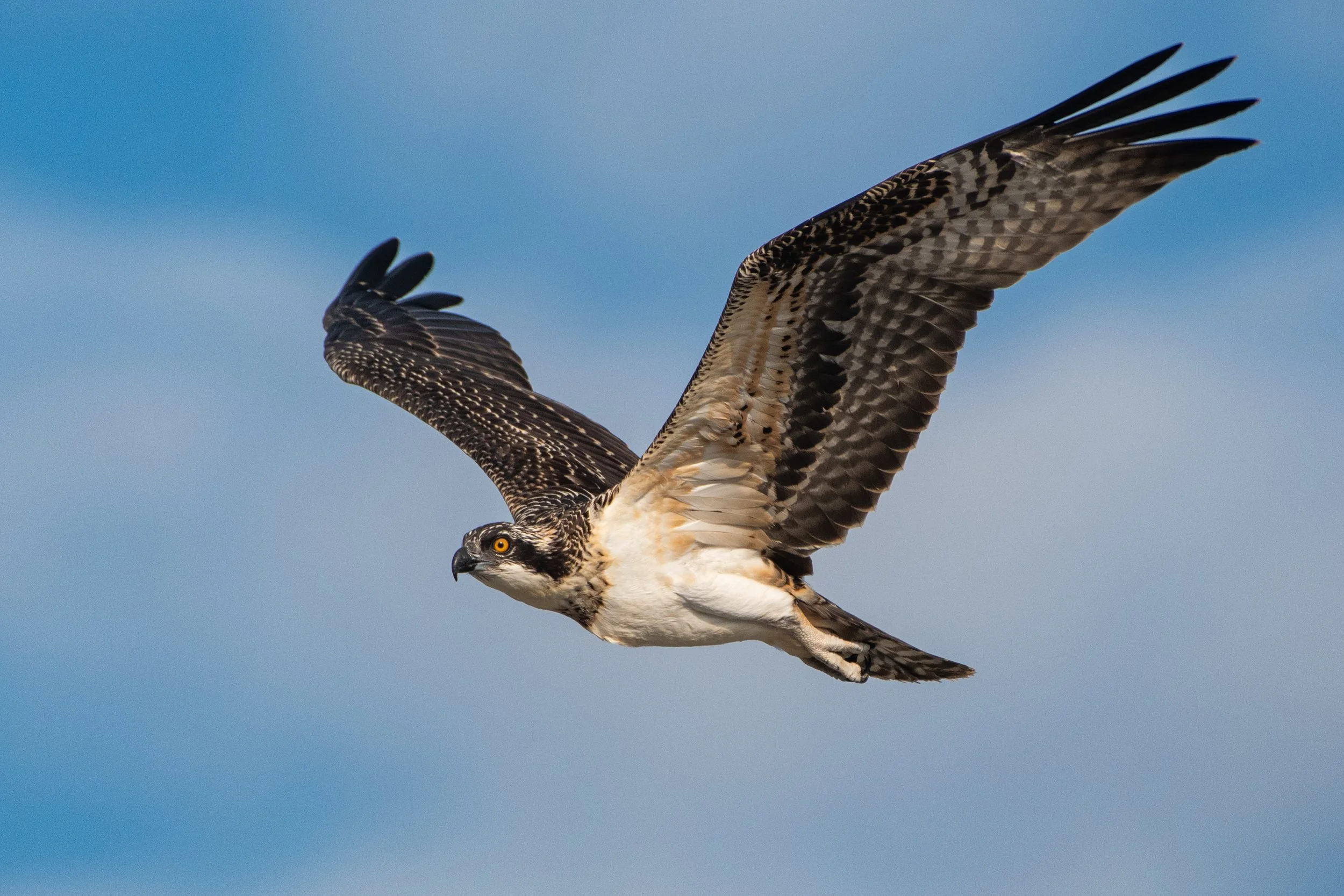 D85_5454.jpg