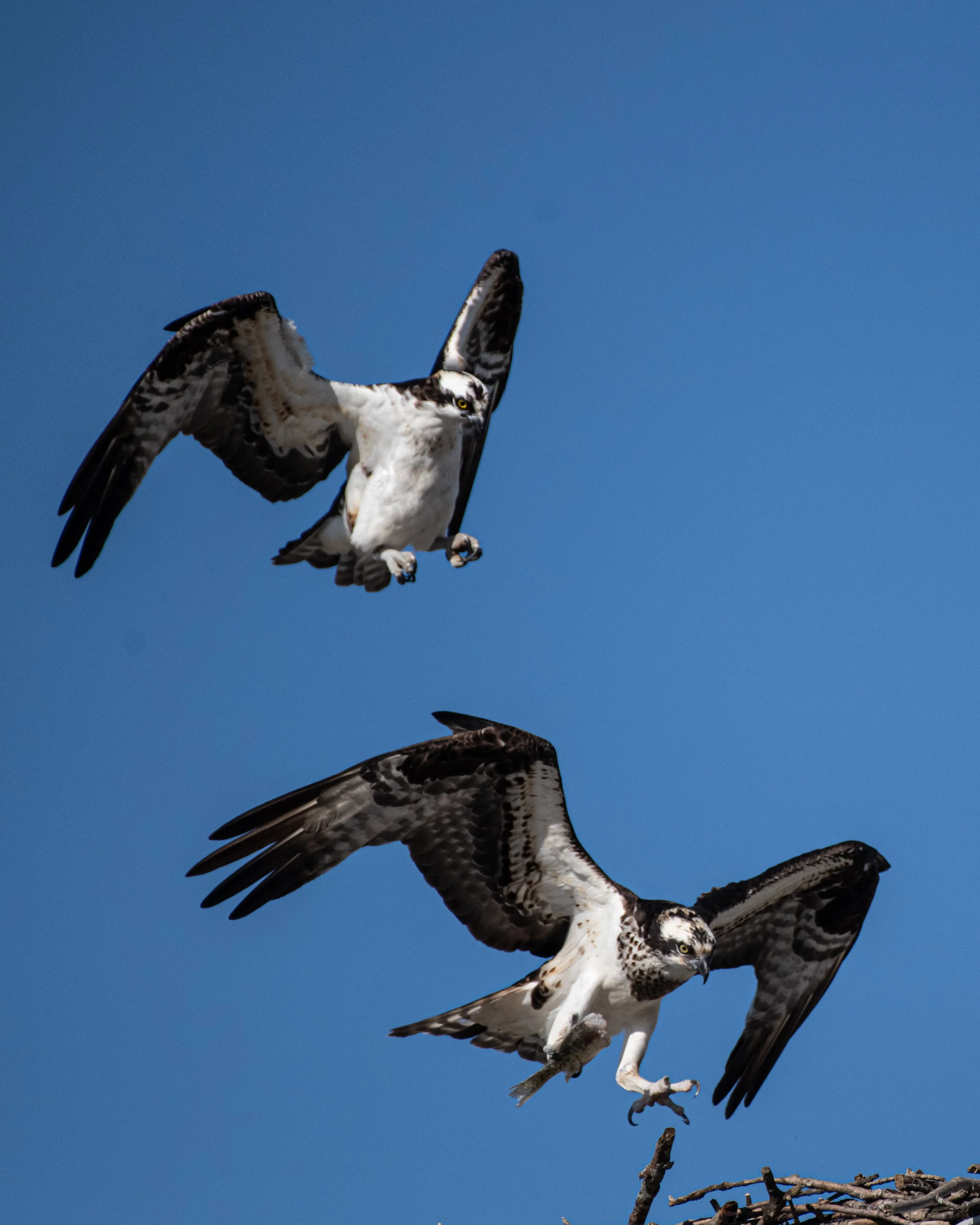 D85_4523.jpg