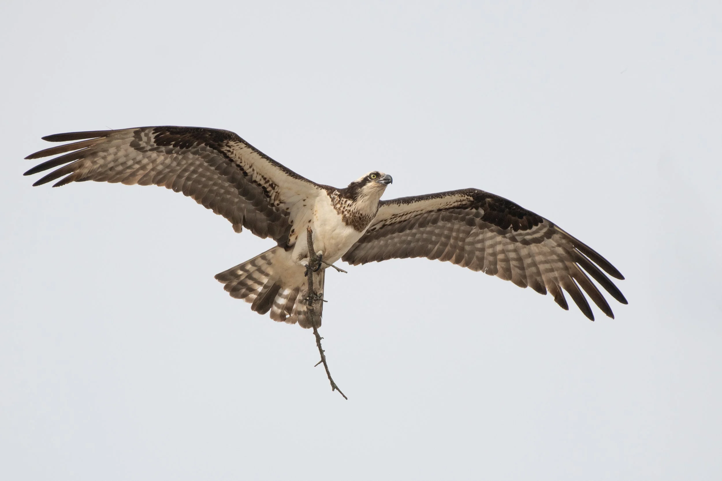 D85_6049.jpg